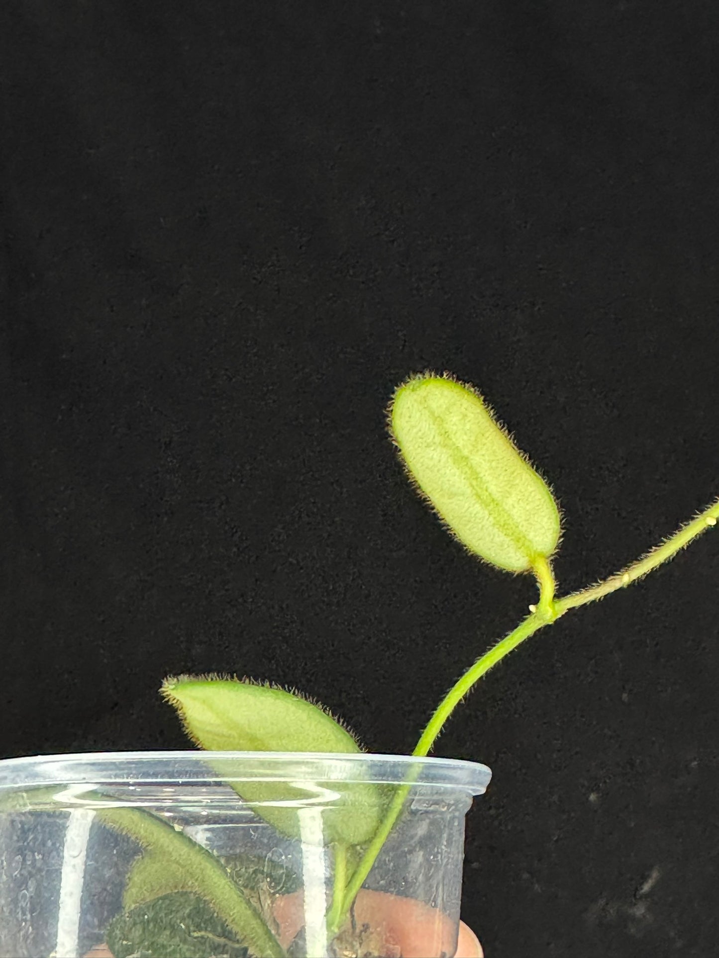 Hoya Lyi Splash, attracting splashy furry leaves, rare hoya