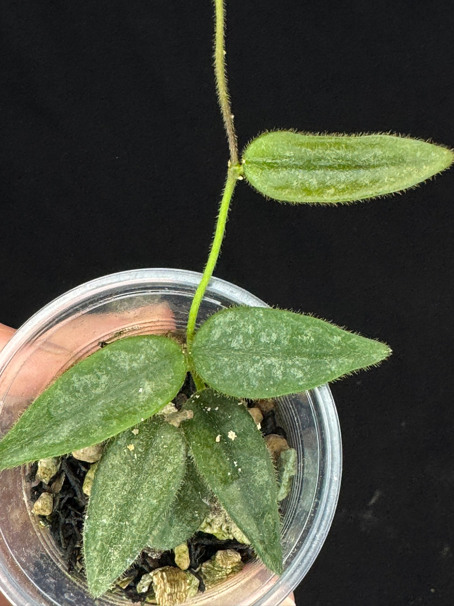 Hoya Lyi Splash, attracting splashy furry leaves, rare hoya