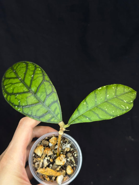 Hoya callistophylla 'Vena', beautiful foliage and venation