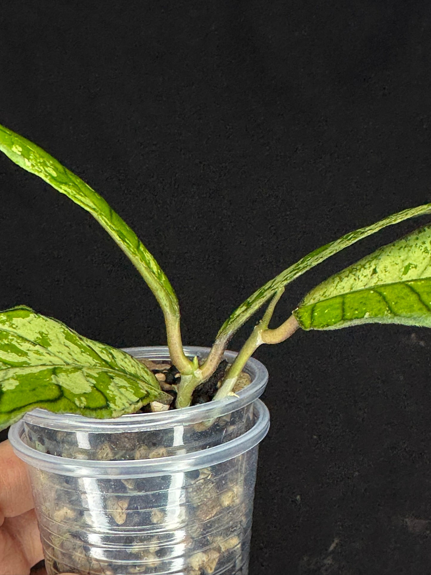 Hoya gunung gading ghost GGG, nice veins and splashy/silvery leaves