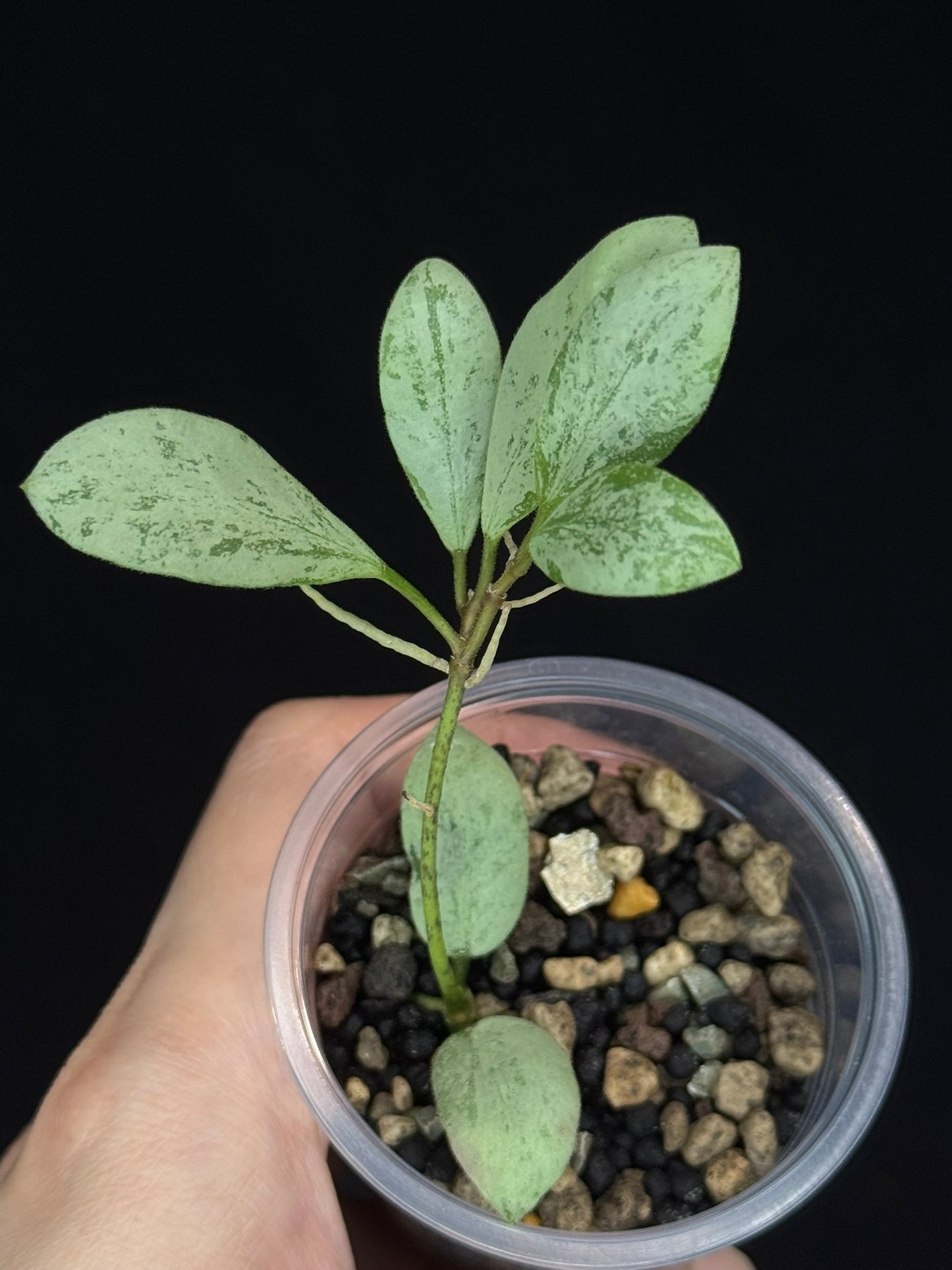 Hoya ets10 Silver, attracting small silver leaves, rare hoya