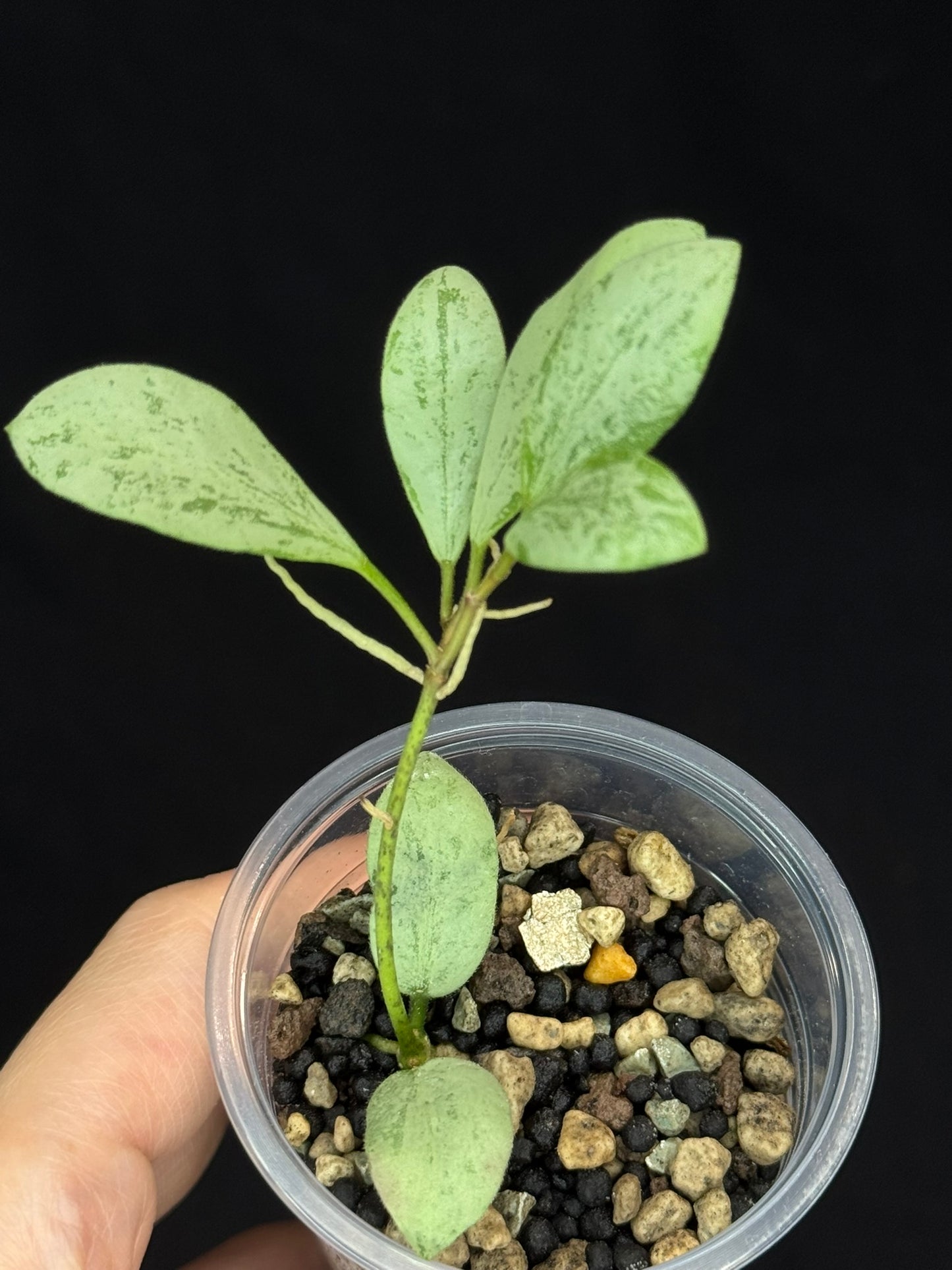 Hoya ets10 Silver, attracting small silver leaves, rare hoya