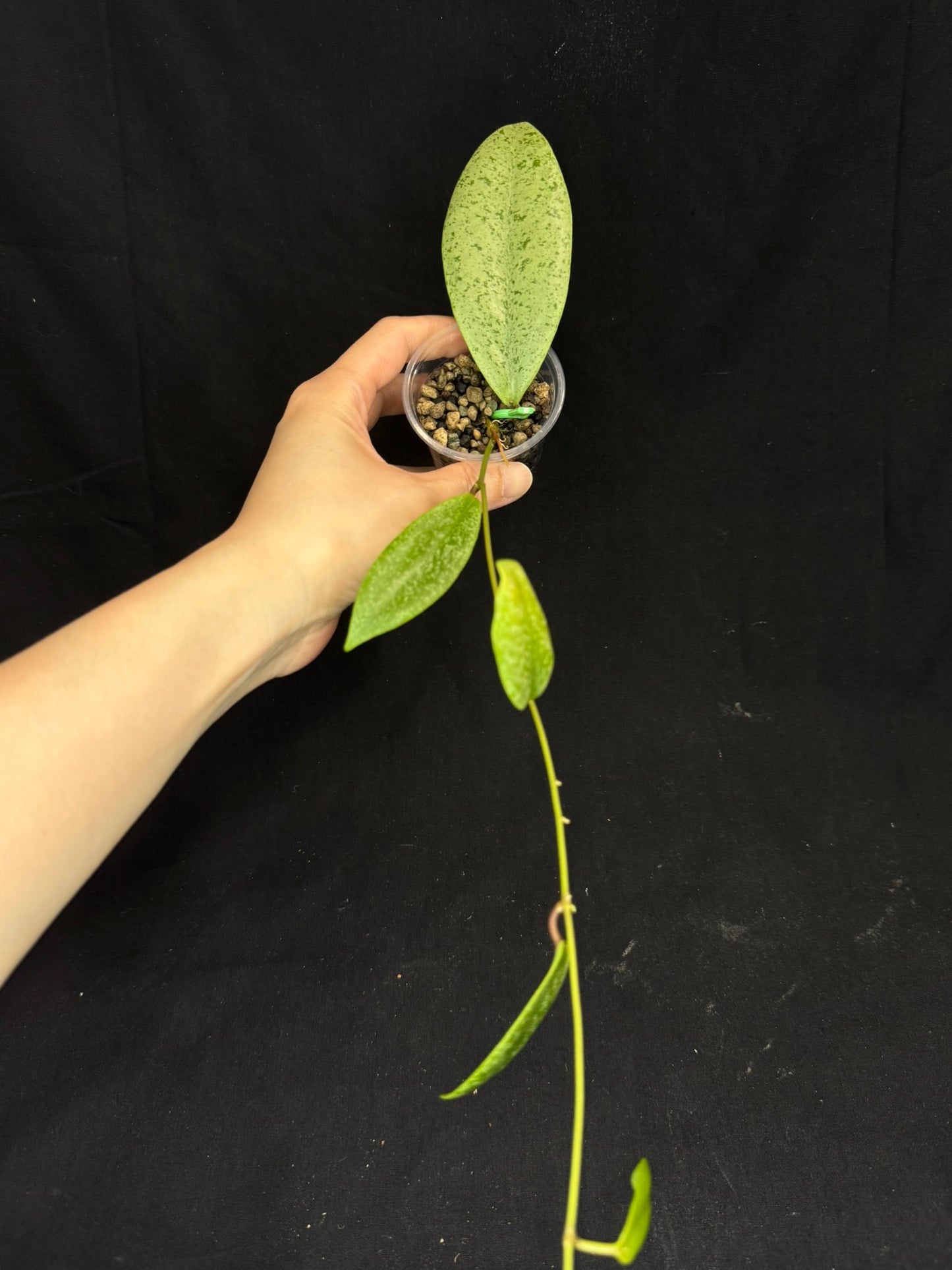 Hoya jita Silver, silvery leaves, rare hoya