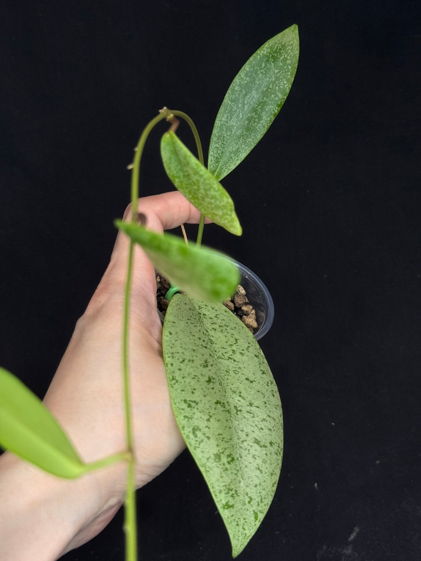 Hoya jita Silver, silvery leaves, rare hoya