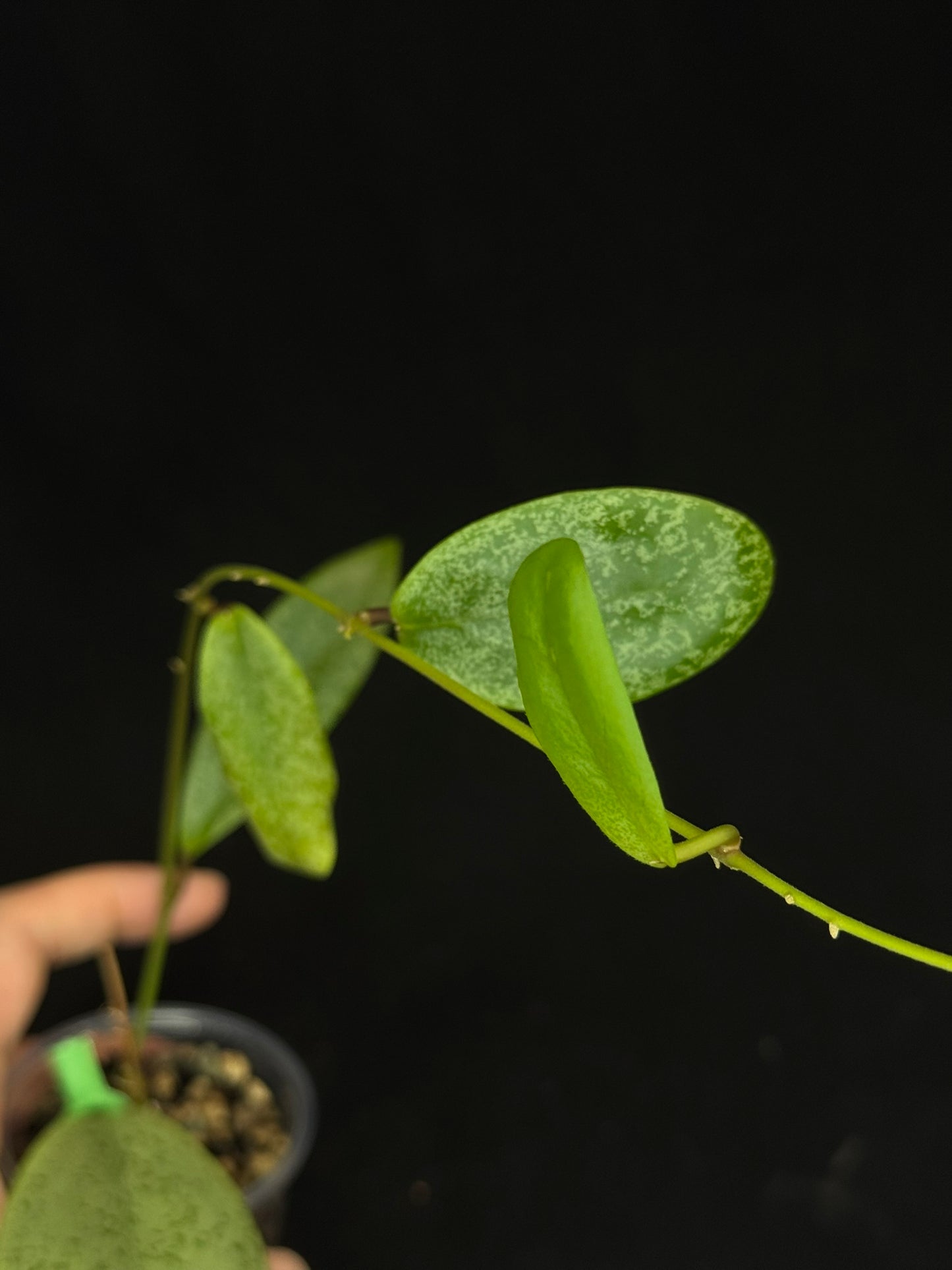 Hoya jita Silver, silvery leaves, rare hoya