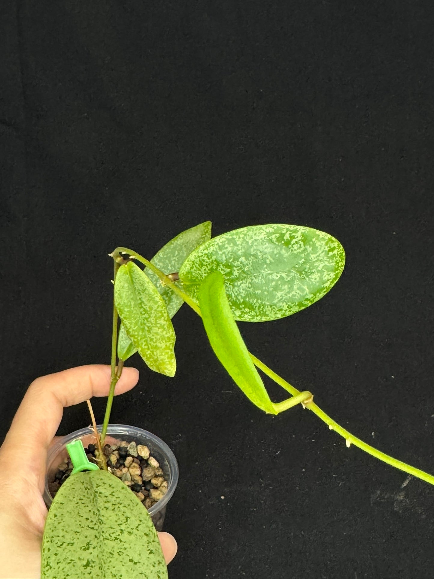 Hoya jita Silver, silvery leaves, rare hoya