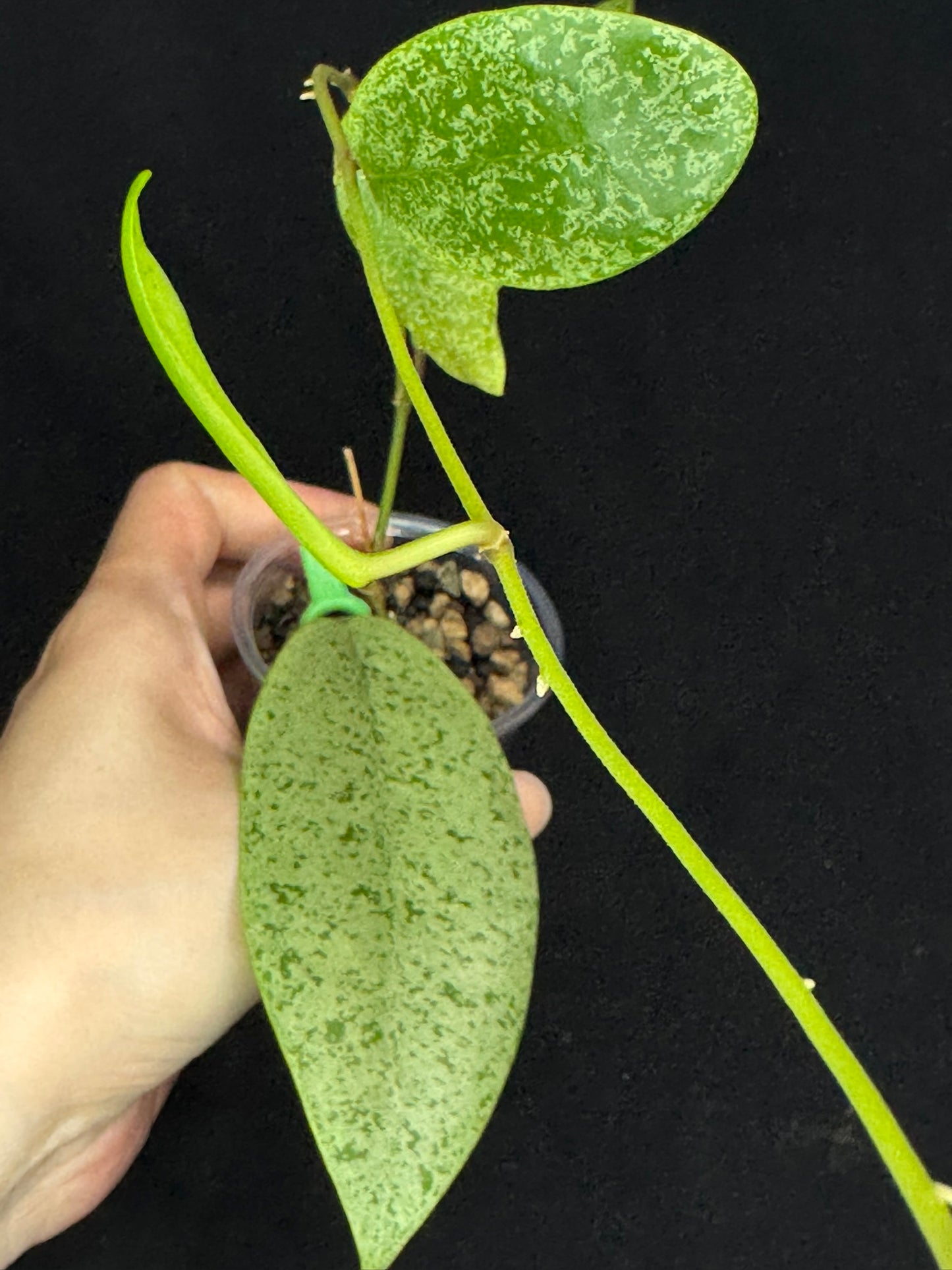 Hoya jita Silver, silvery leaves, rare hoya