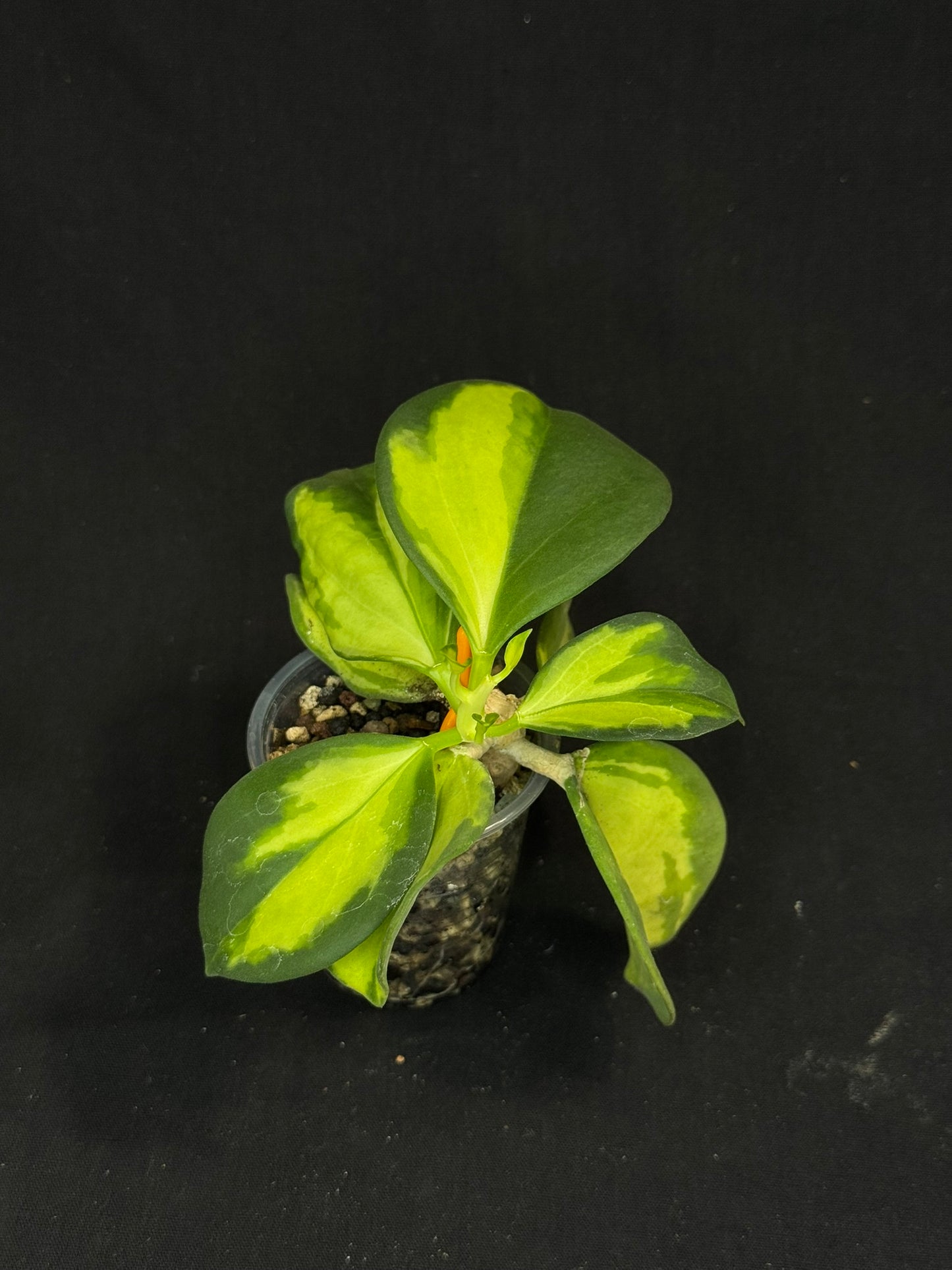 Hoya pachyclada variegata (inner), nice variegation