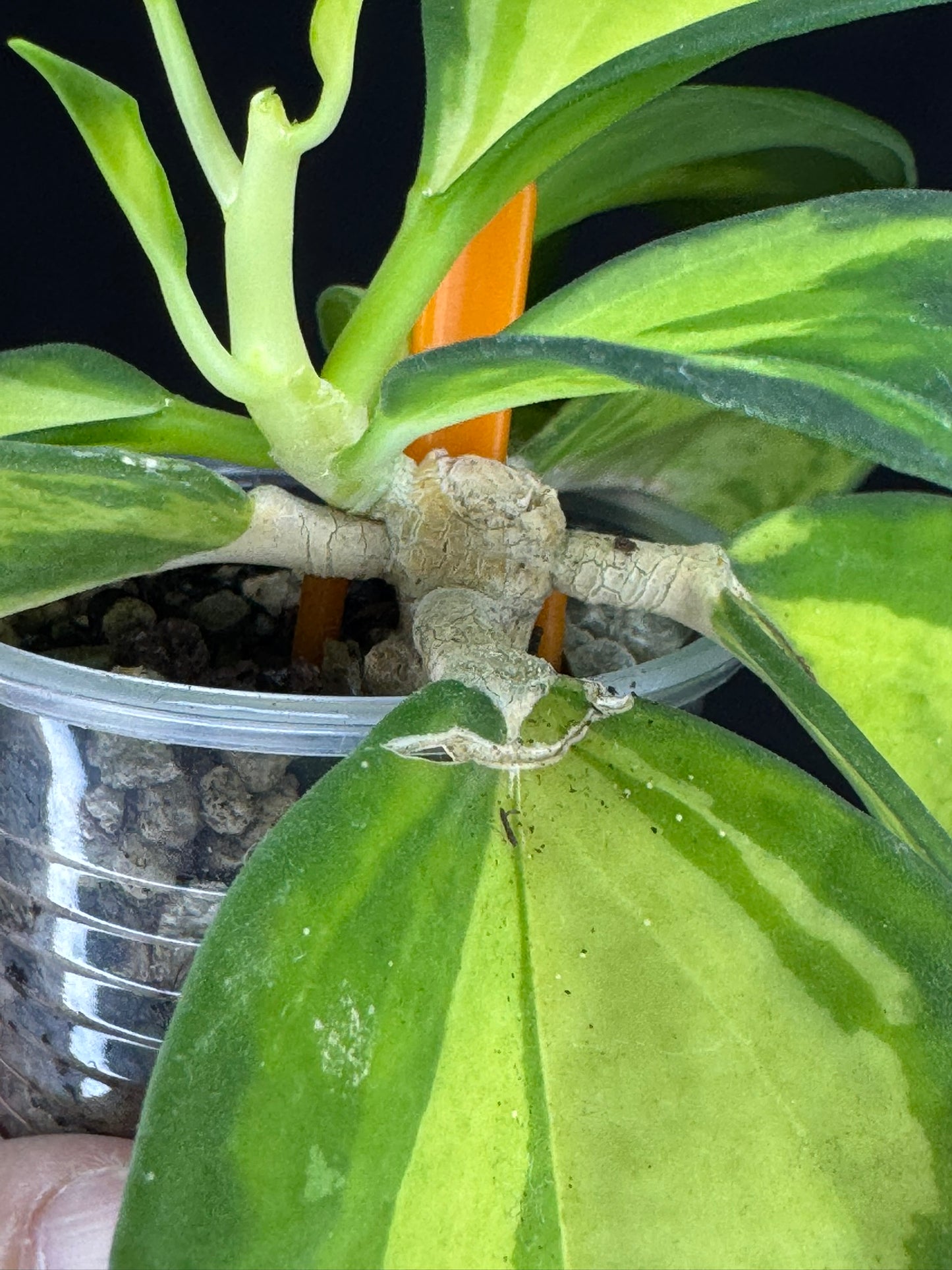 Hoya pachyclada variegata (inner), nice variegation