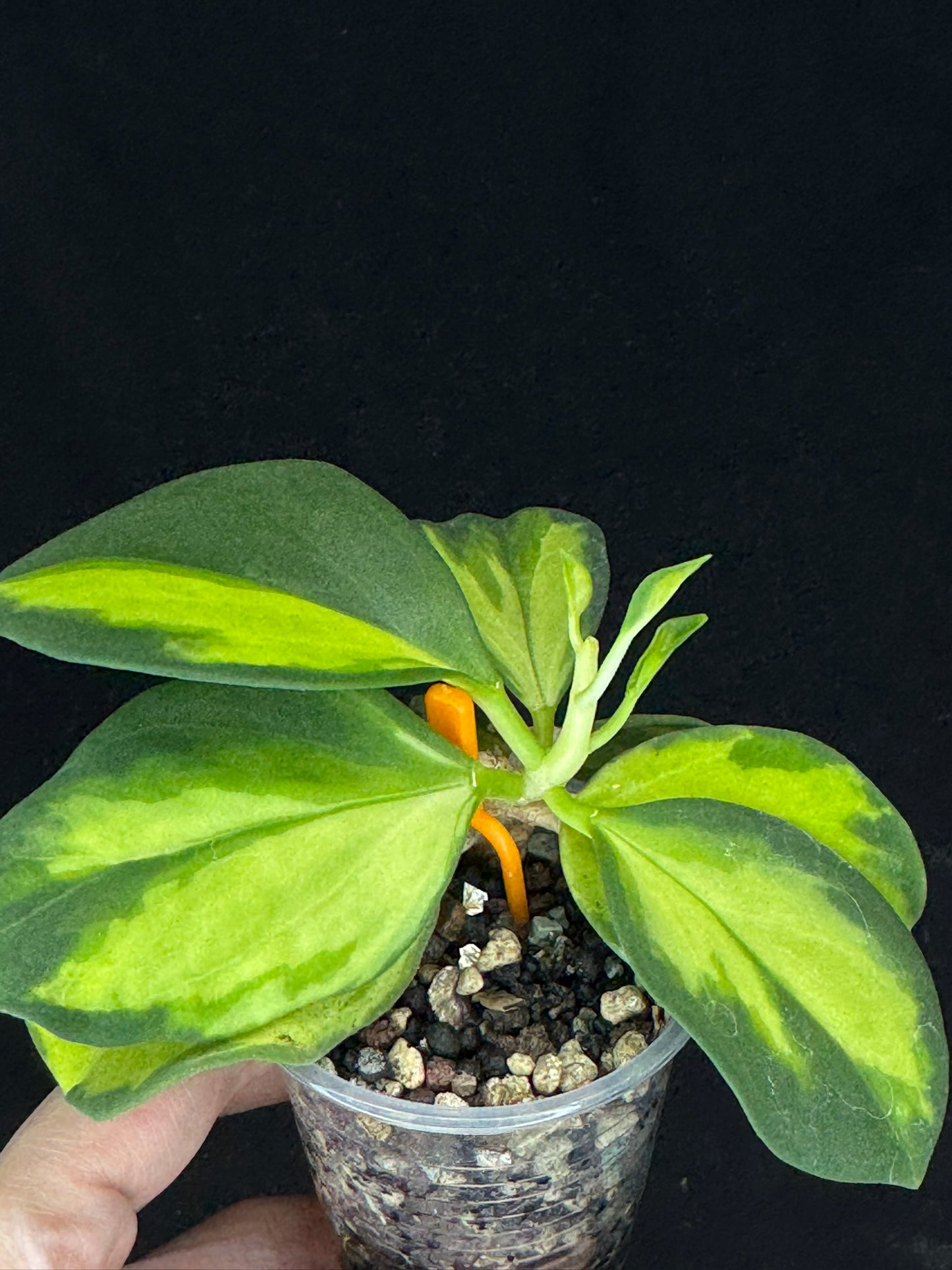 Hoya pachyclada variegata (inner), nice variegation