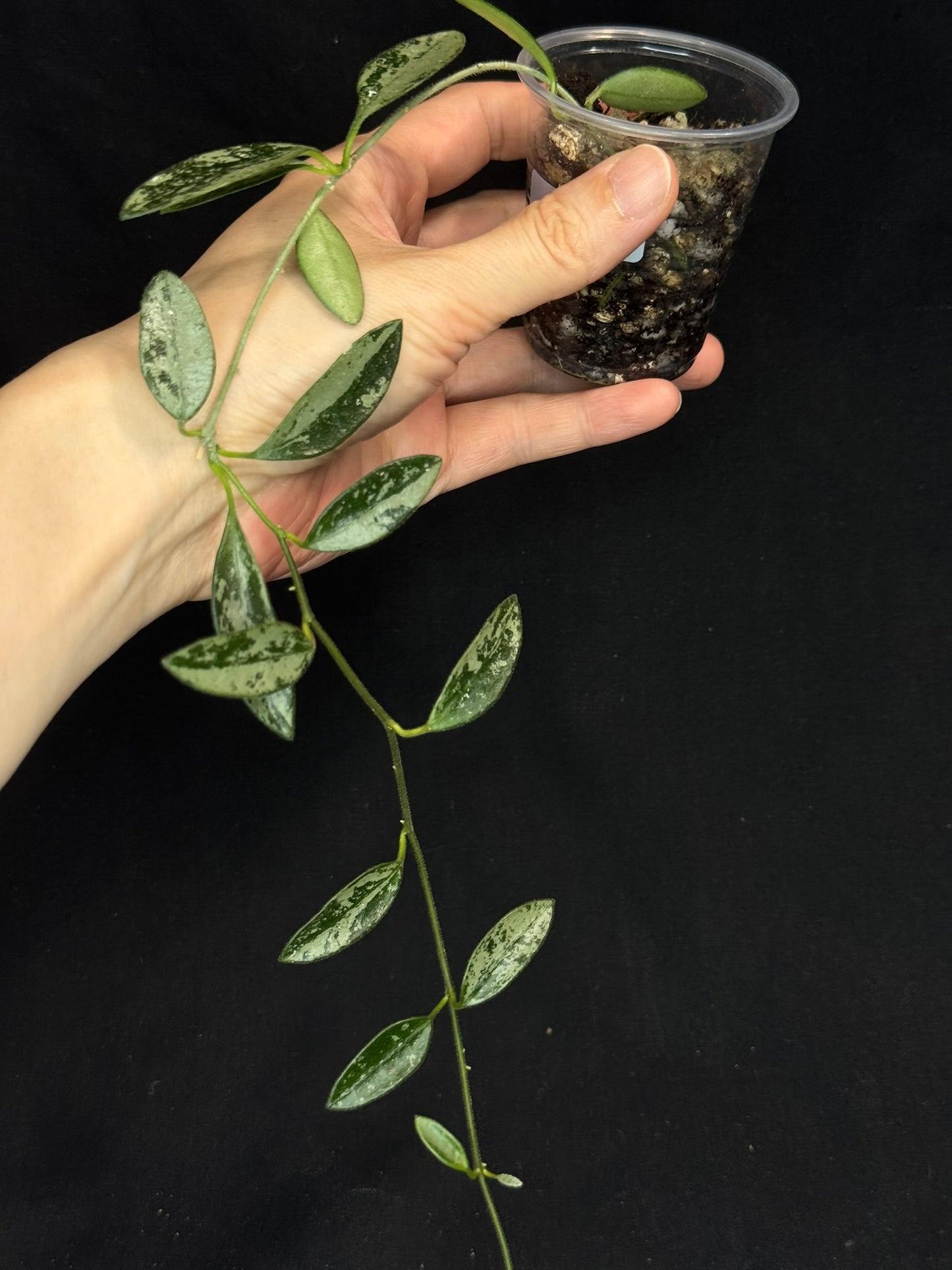 Hoya Lima Silver (#1), attracting small silver long leaves, rare hoya