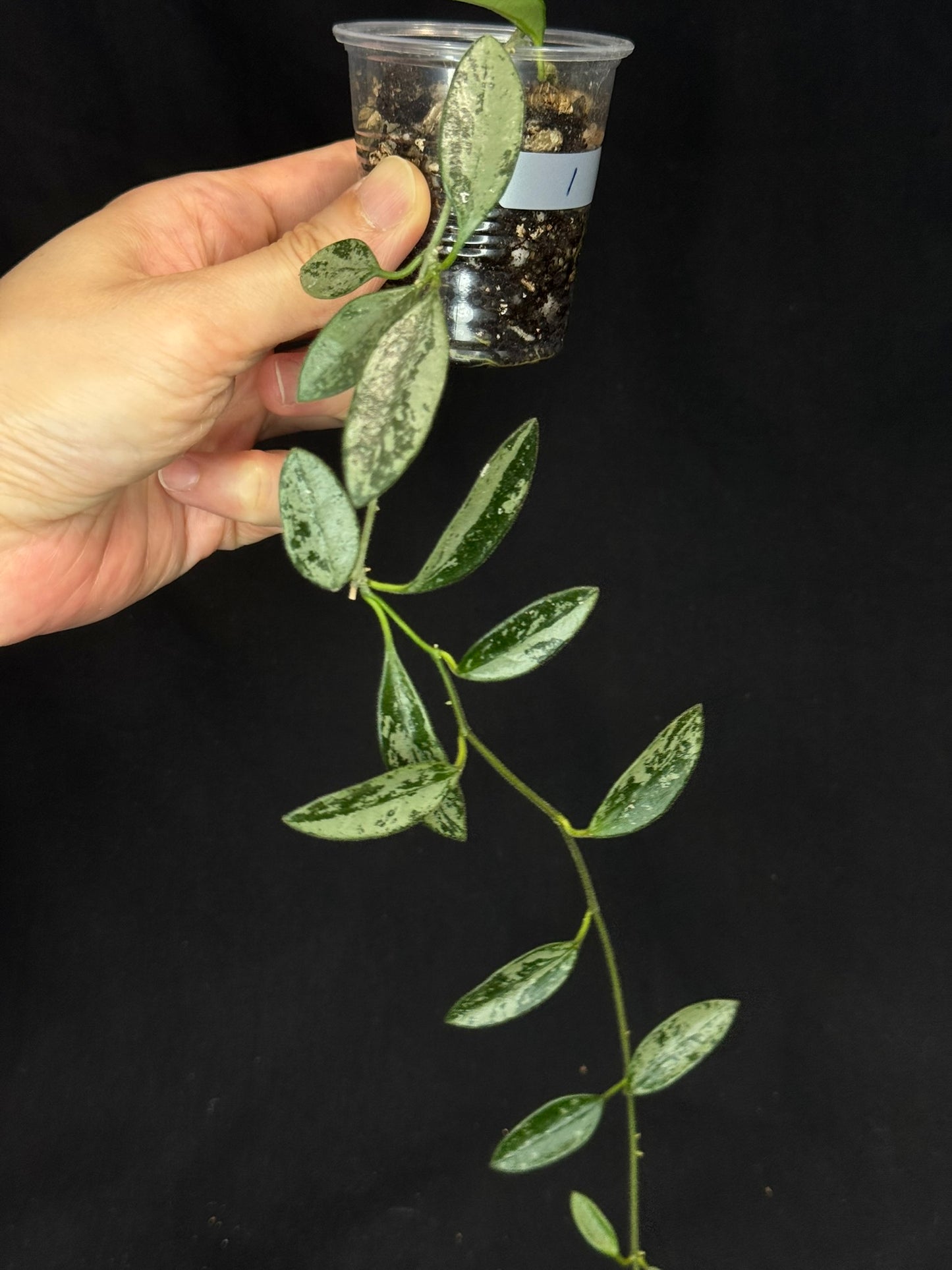 Hoya Lima Silver (#1), attracting small silver long leaves, rare hoya