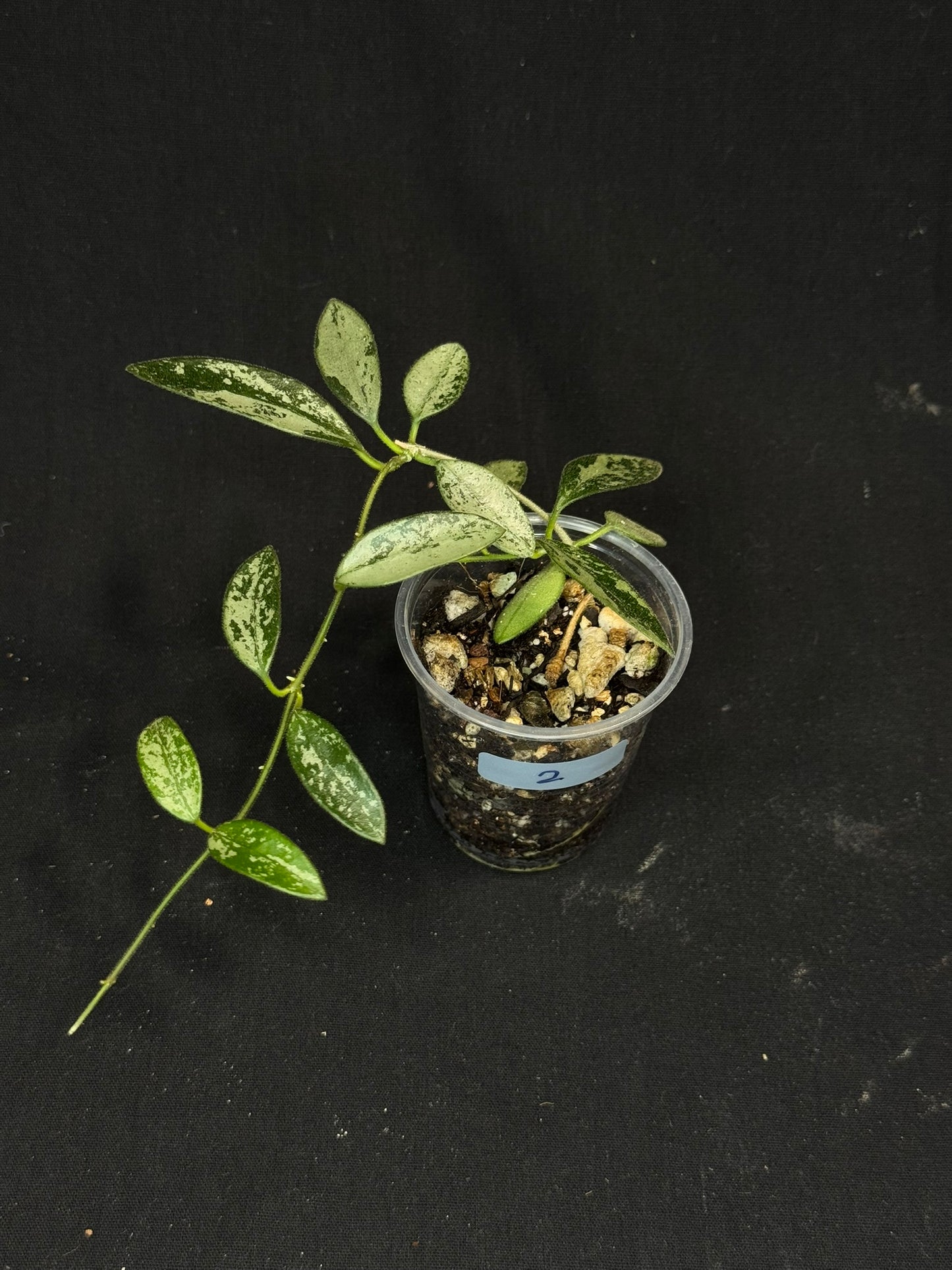 Hoya Lima Silver (#2), attracting small silver long leaves, rare hoya