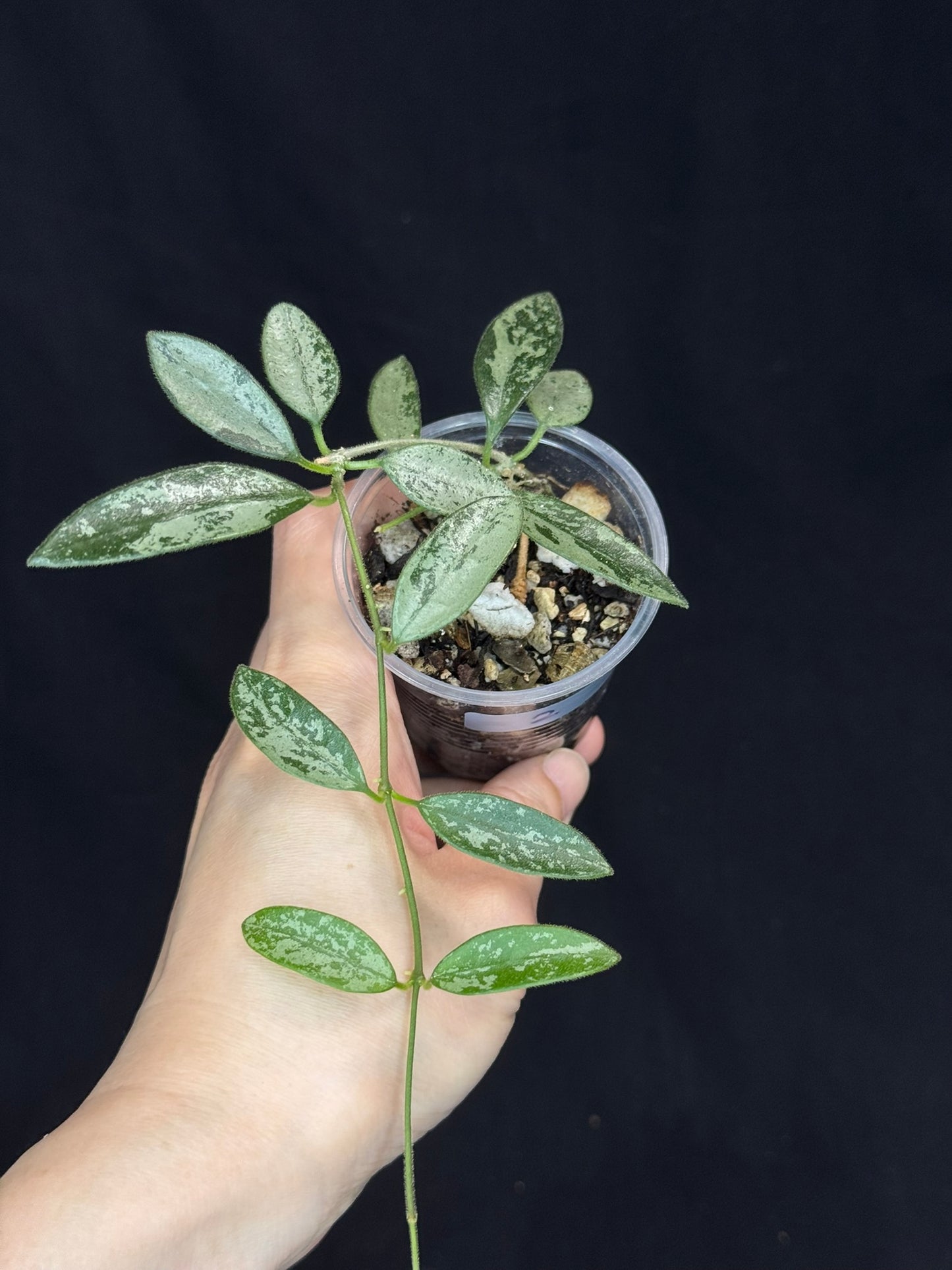 Hoya Lima Silver (#2), attracting small silver long leaves, rare hoya