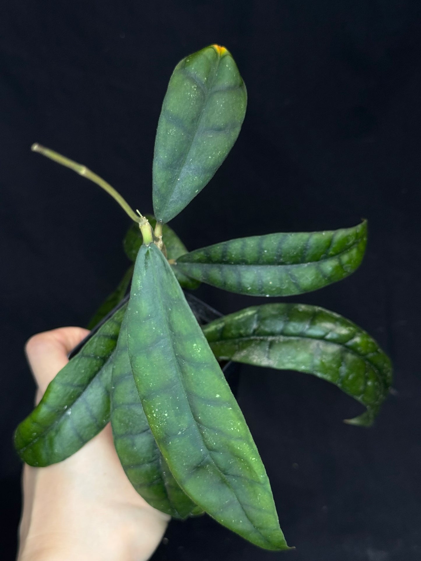 Hoya callistophylla, beautiful foliage