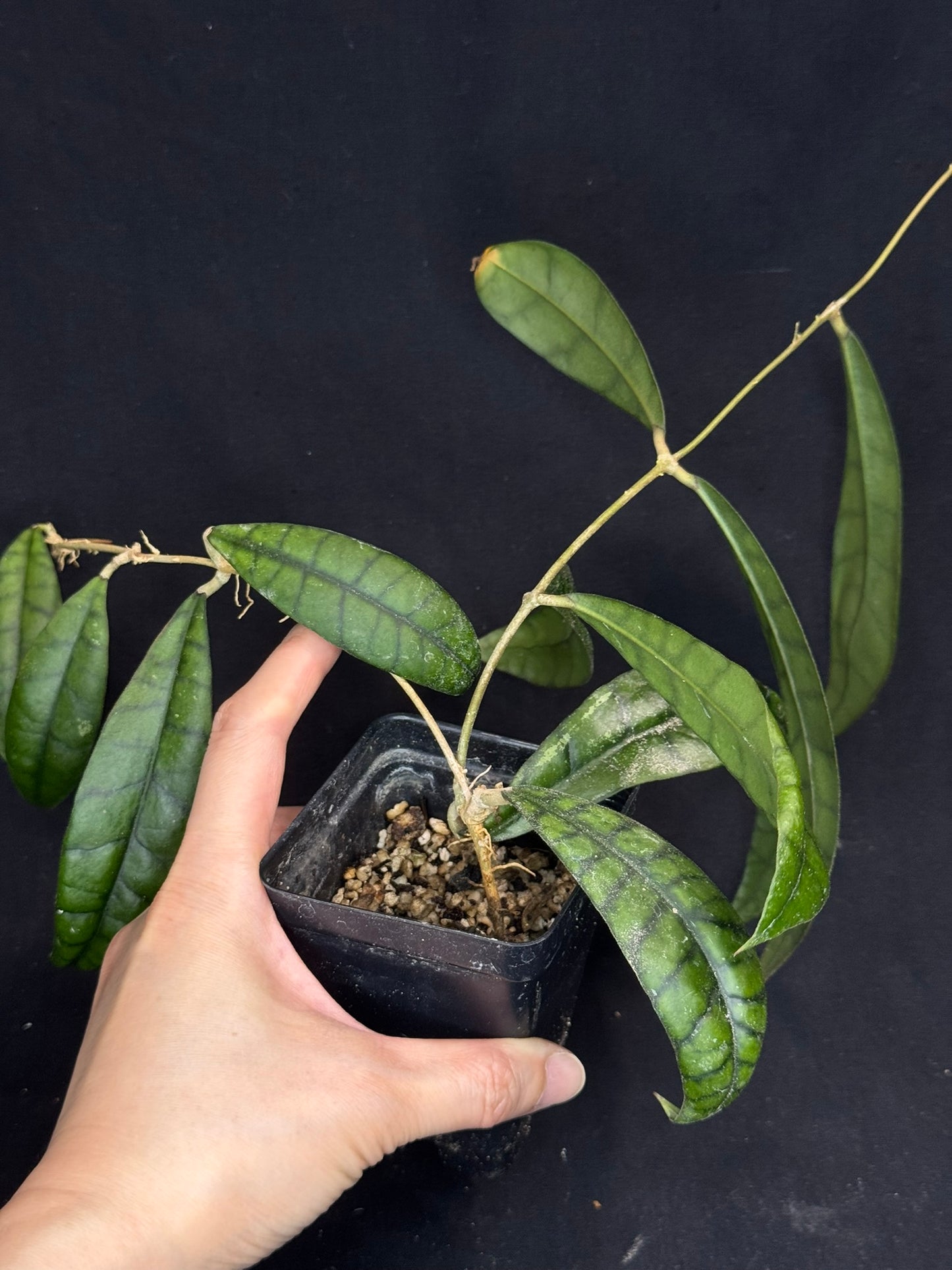 Hoya callistophylla, beautiful foliage