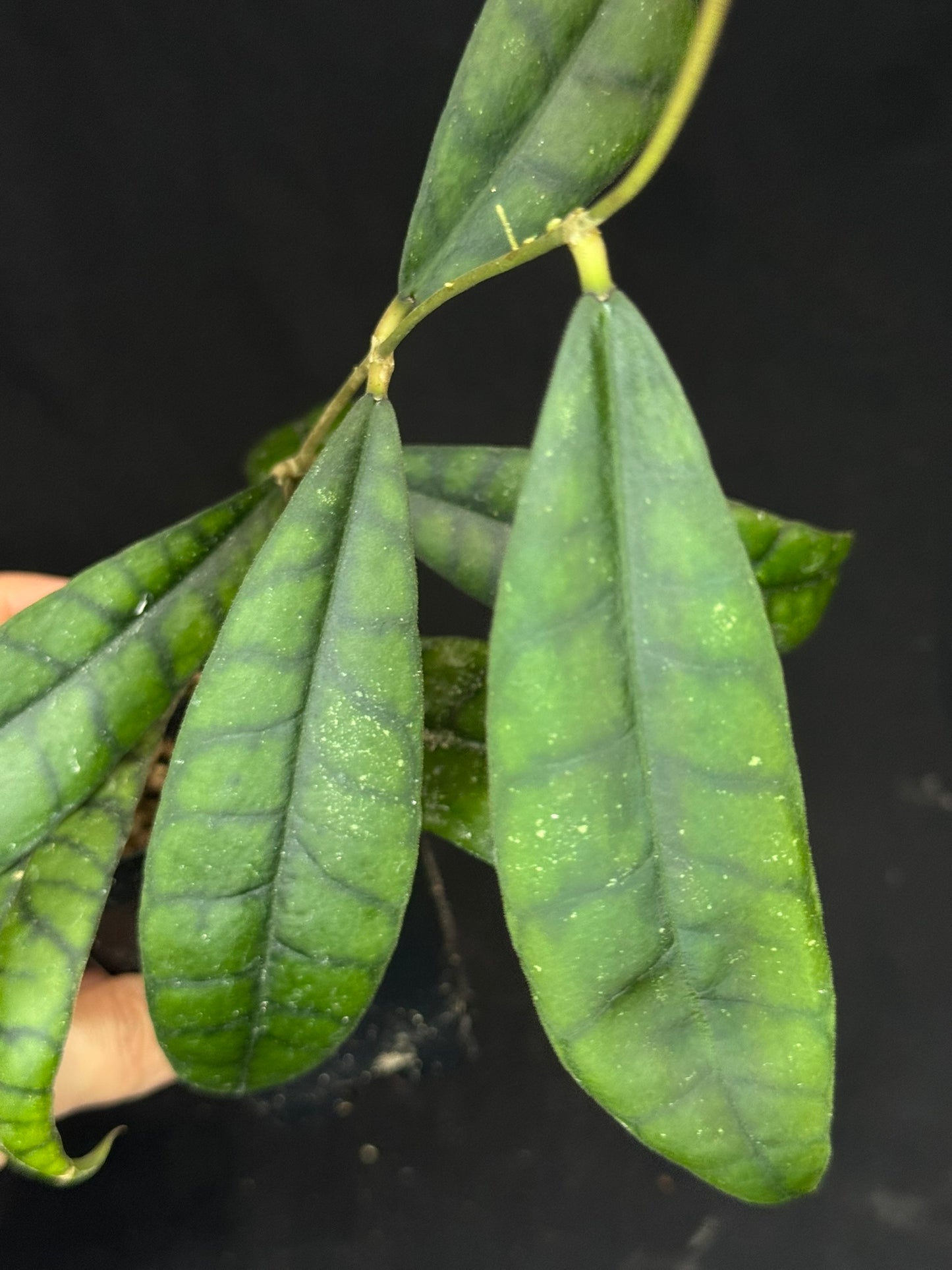 Hoya callistophylla, beautiful foliage