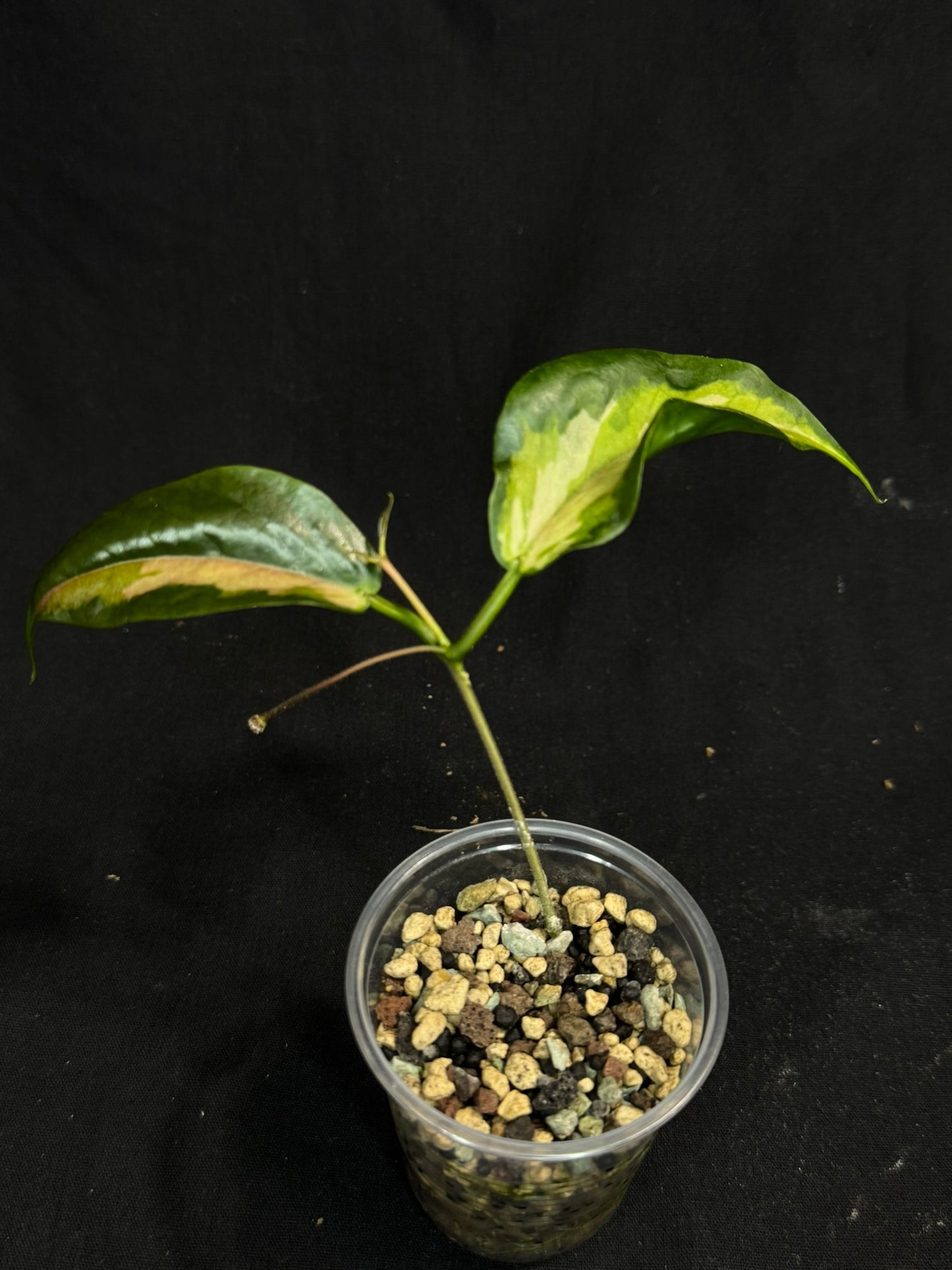 Hoya Kenejiana variegata, nice inner variegation, wavy leaves, rare and special