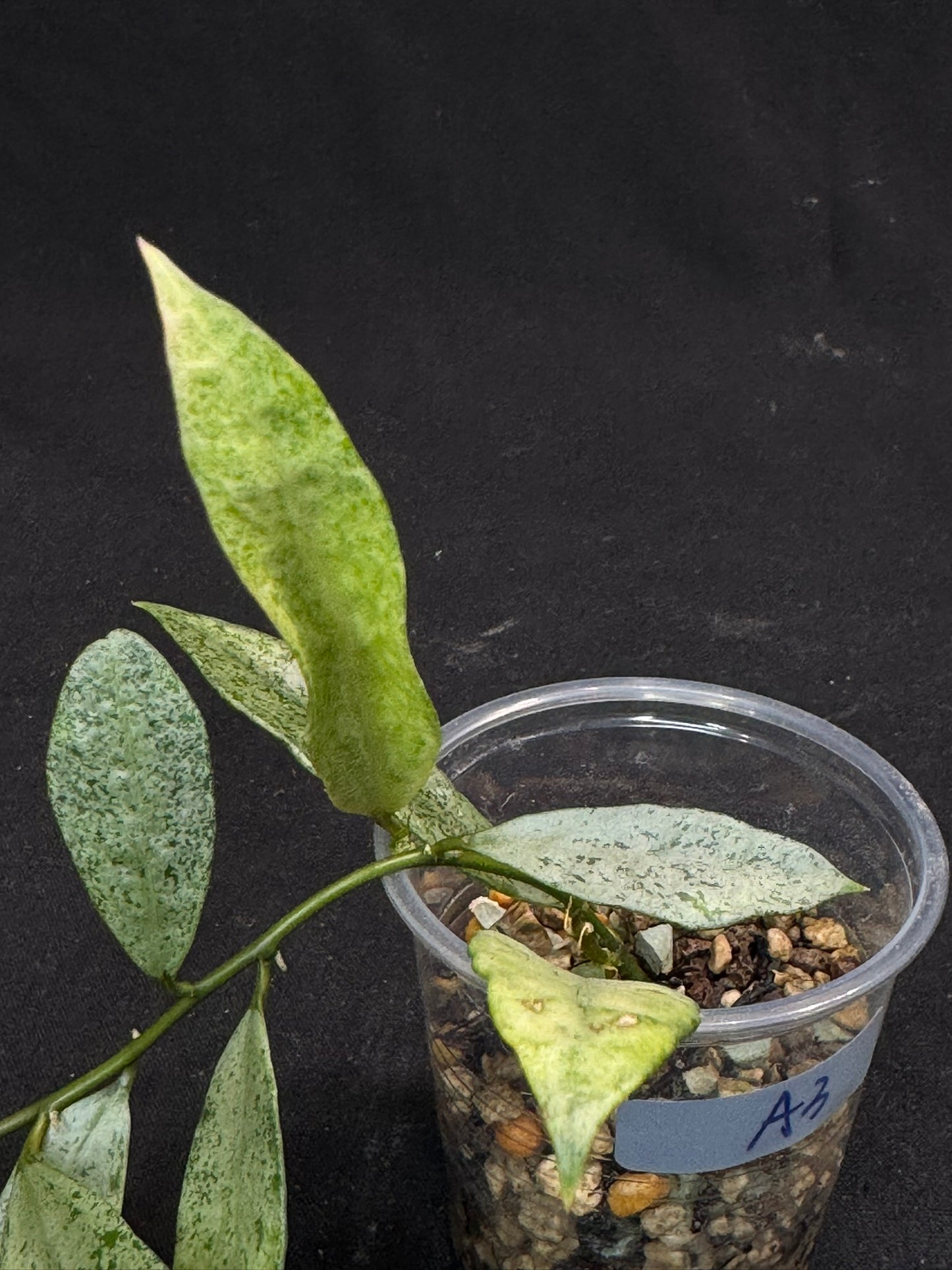 Hoya lacunosa winter pandora (#A3), special