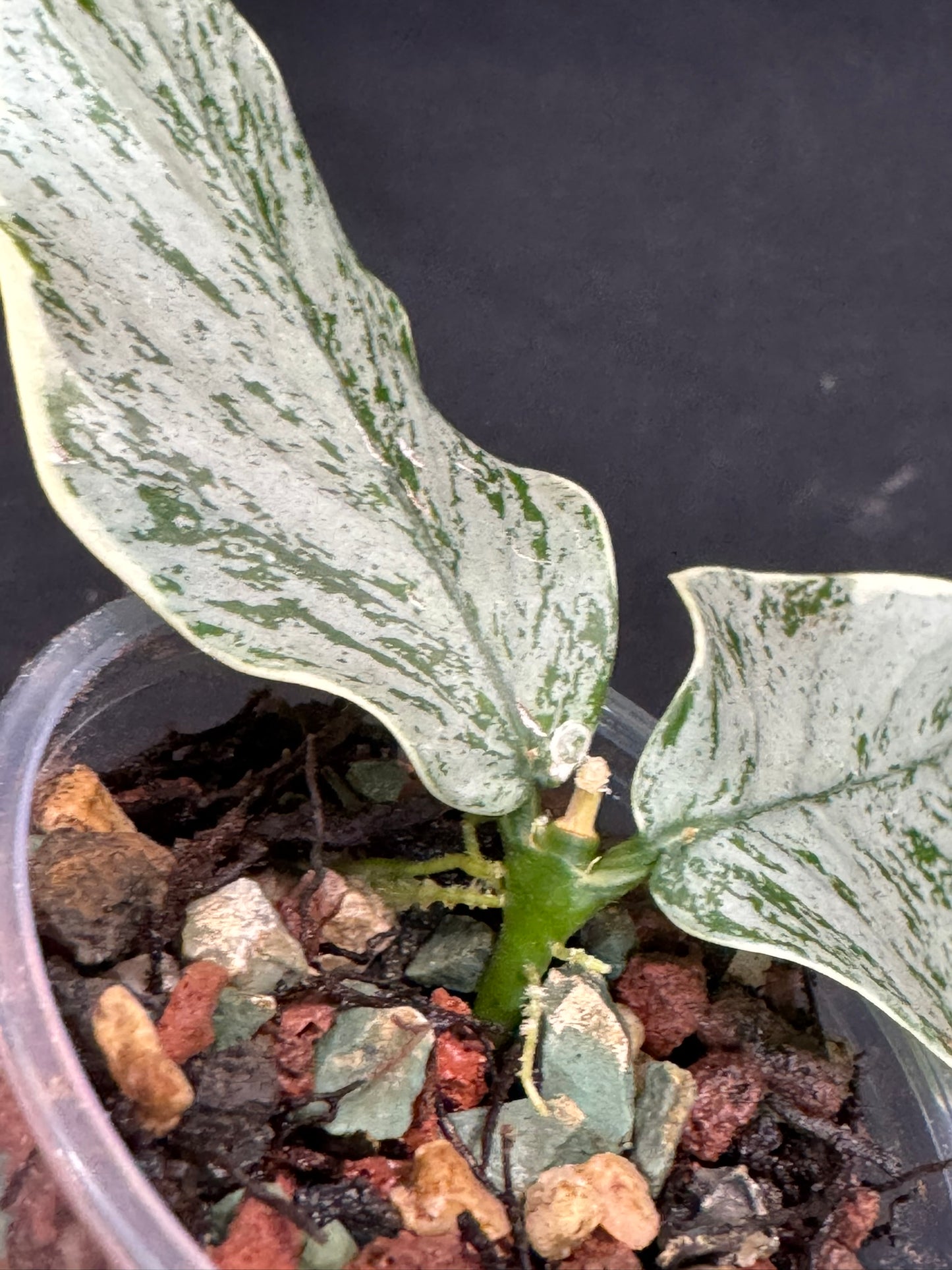 UNICORNš¦! Hoya Polyneura Jasminka Silver, stable albo silver, super rare (Upgrade Shipping is suggested)