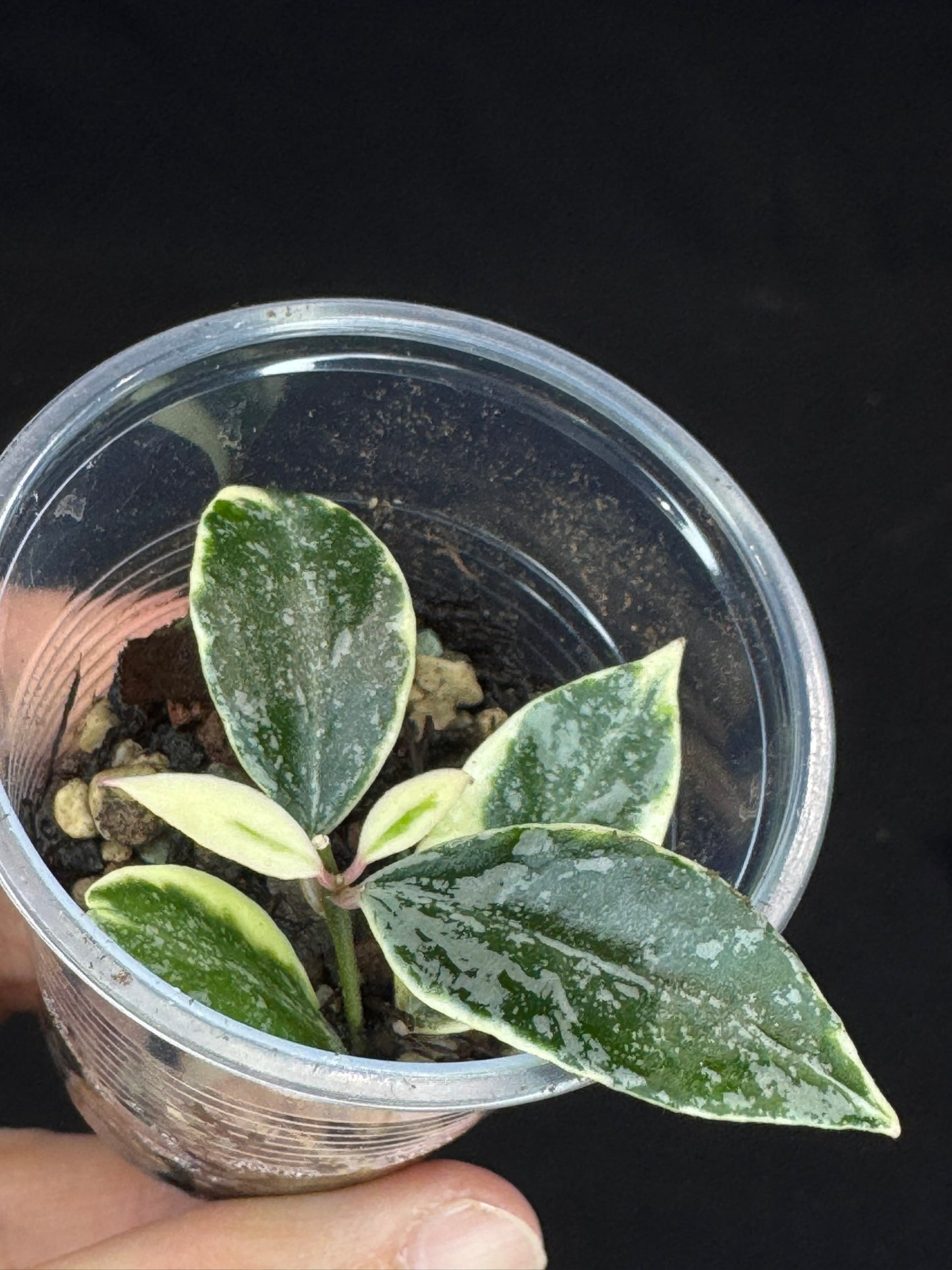 UNICORNš¦! Hoya lacunosa lumina princess, super rare (Upgrade Shipping is suggested)