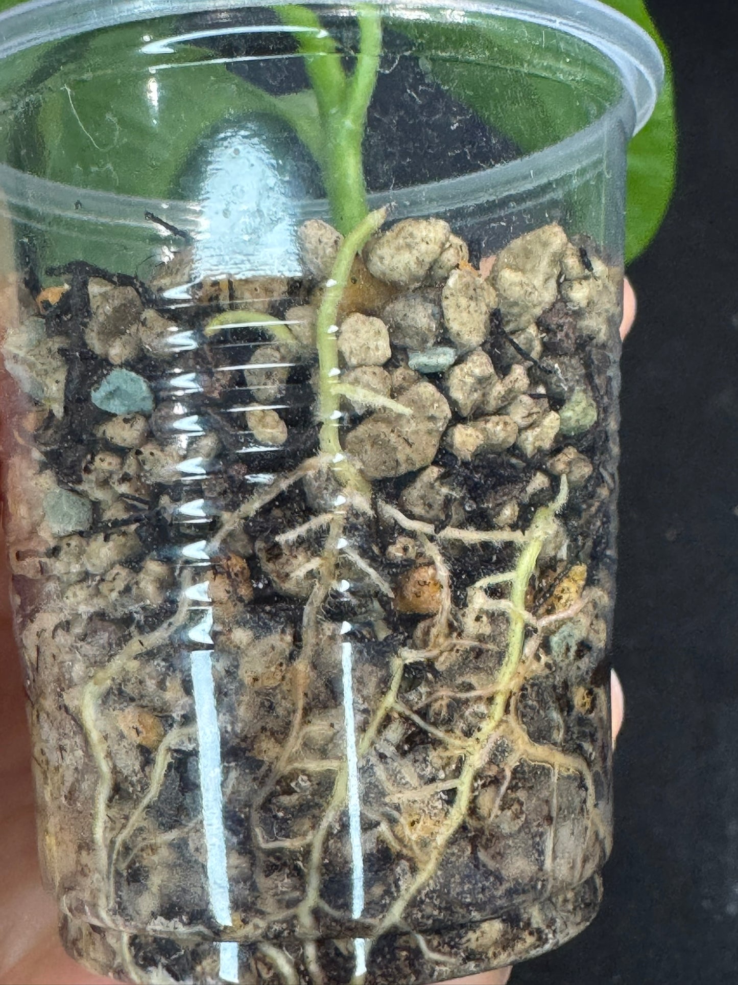 Hoya multiflora silver 'Wonder Phil', silver leaves, active growth, well-rooted