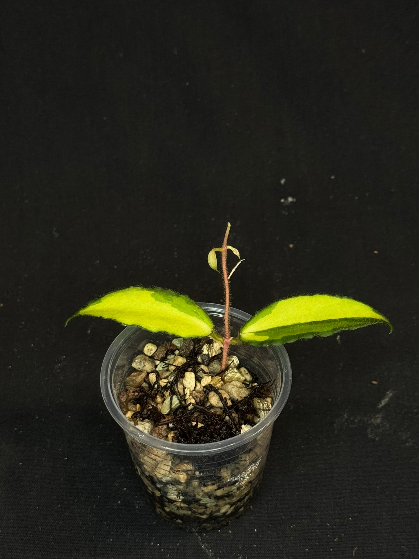 UNICORN🦄! Hoya caudata variegated, neon sunstressed variegation color, super rare (Upgrade Shipping is recommended)
