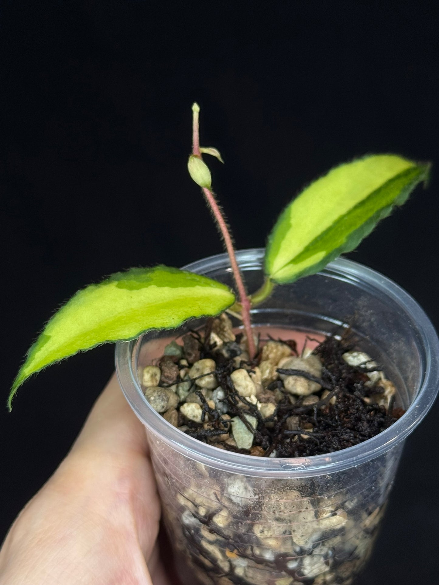 UNICORN🦄! Hoya caudata variegated, neon sunstressed variegation color, super rare (Upgrade Shipping is recommended)