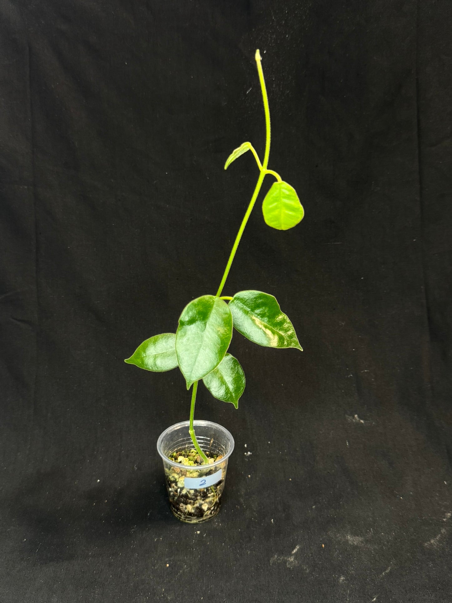 Hoya lauterbachii (Giant Wax Plant),fuzzy new leaves (#2)