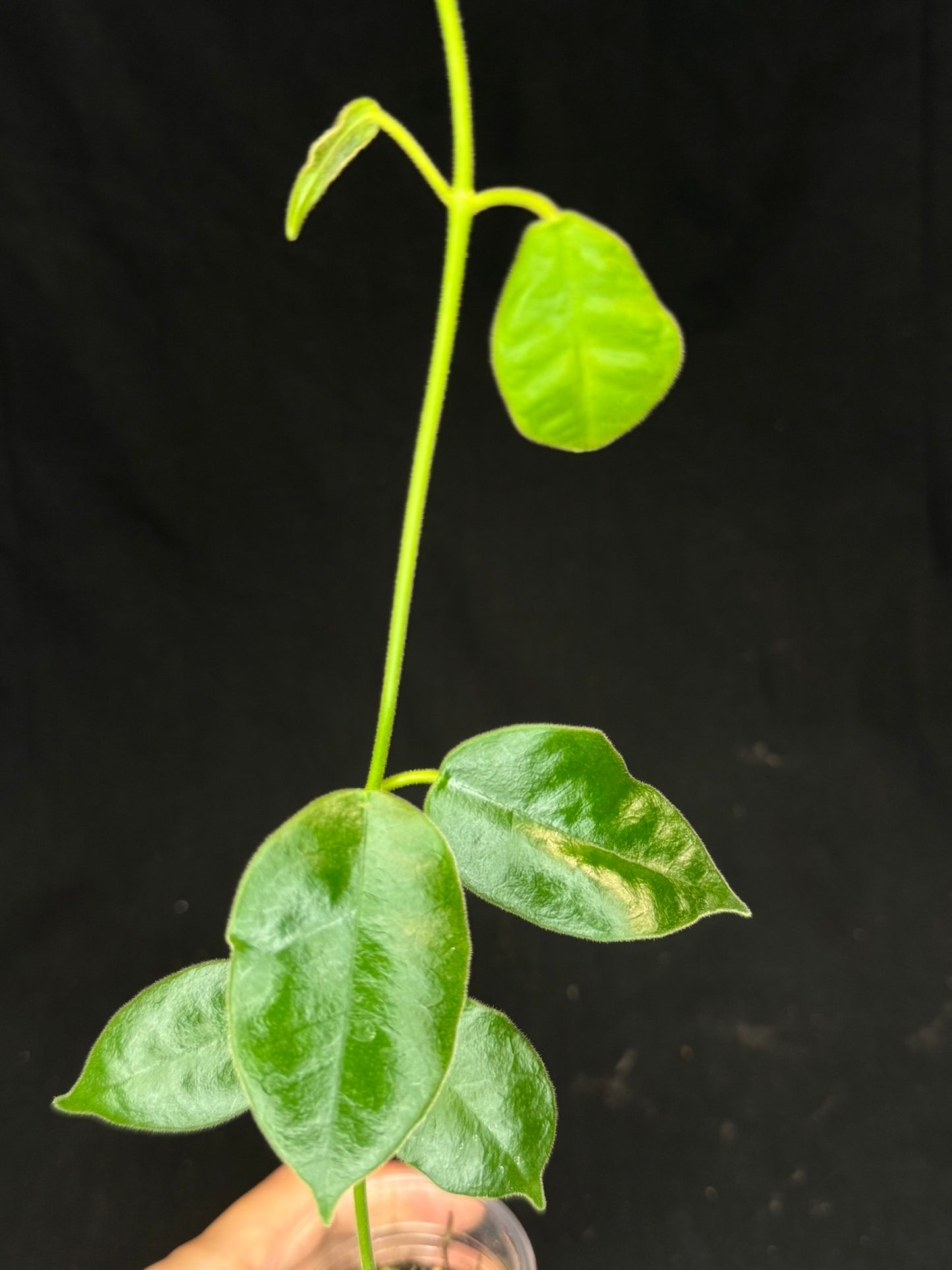Hoya lauterbachii (Giant Wax Plant),fuzzy new leaves (#2)