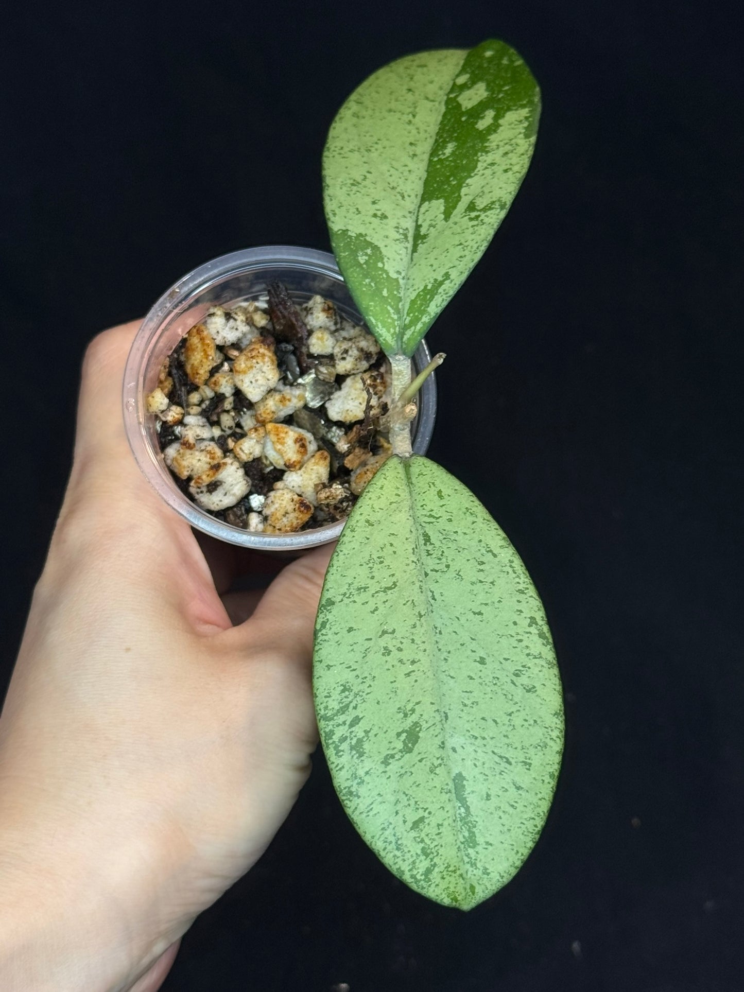 Hoya cv Meena (silver), nice silver leaves, rare