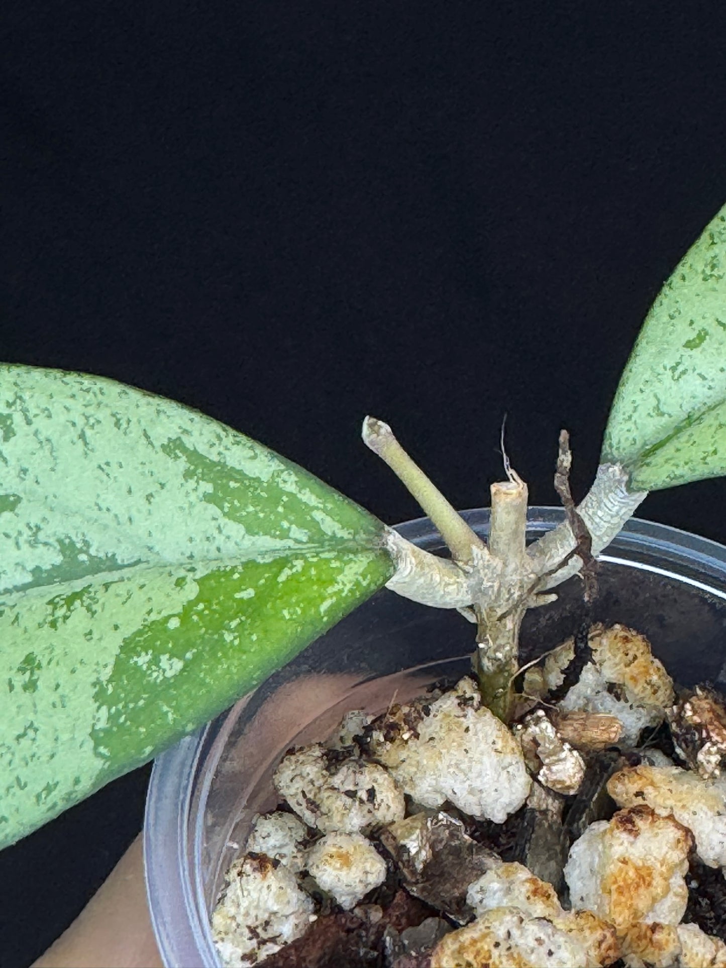 Hoya cv Meena (silver), nice silver leaves, rare