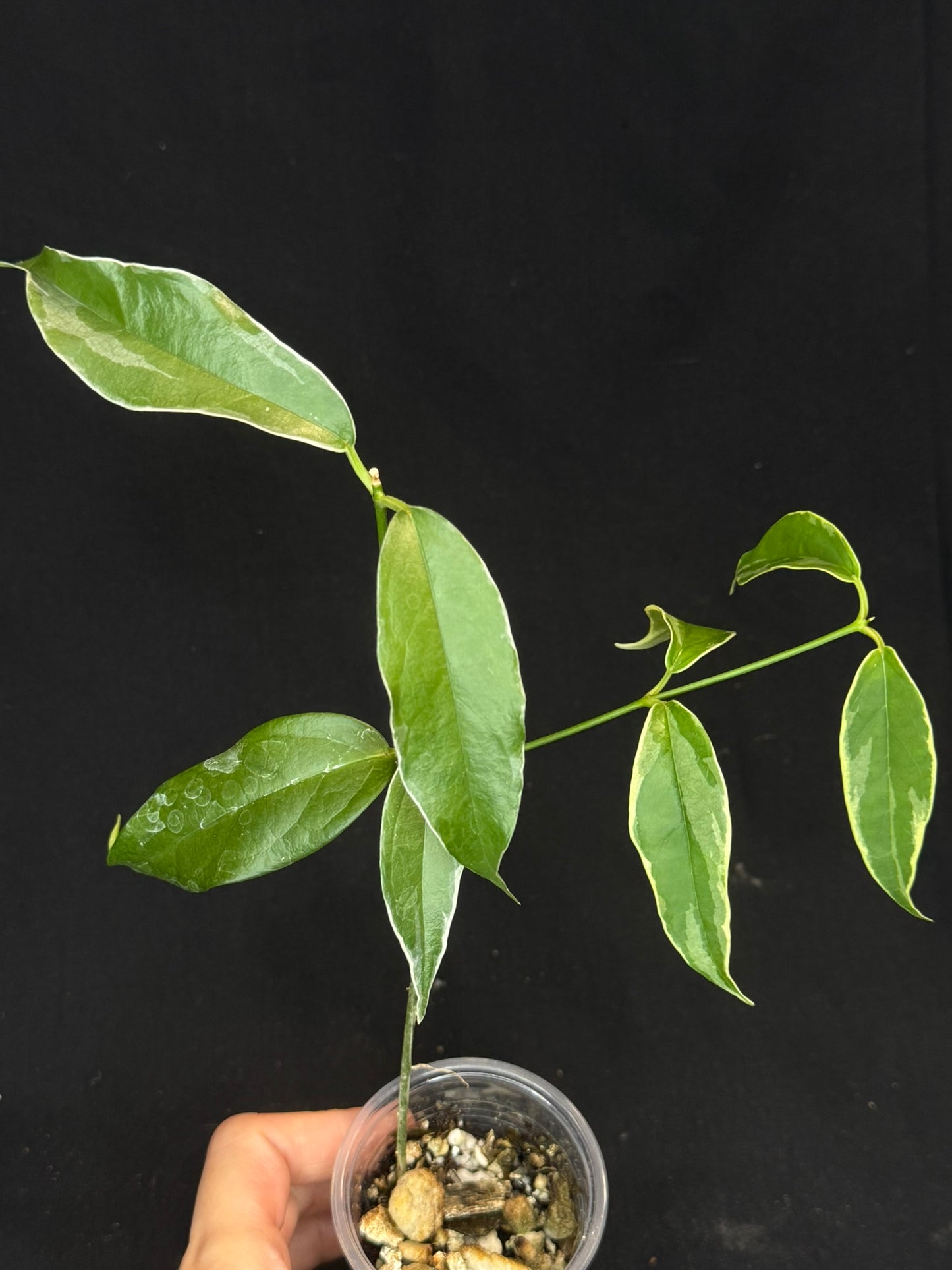 Hoya Buotti Albomarginata, nice water-color variegation