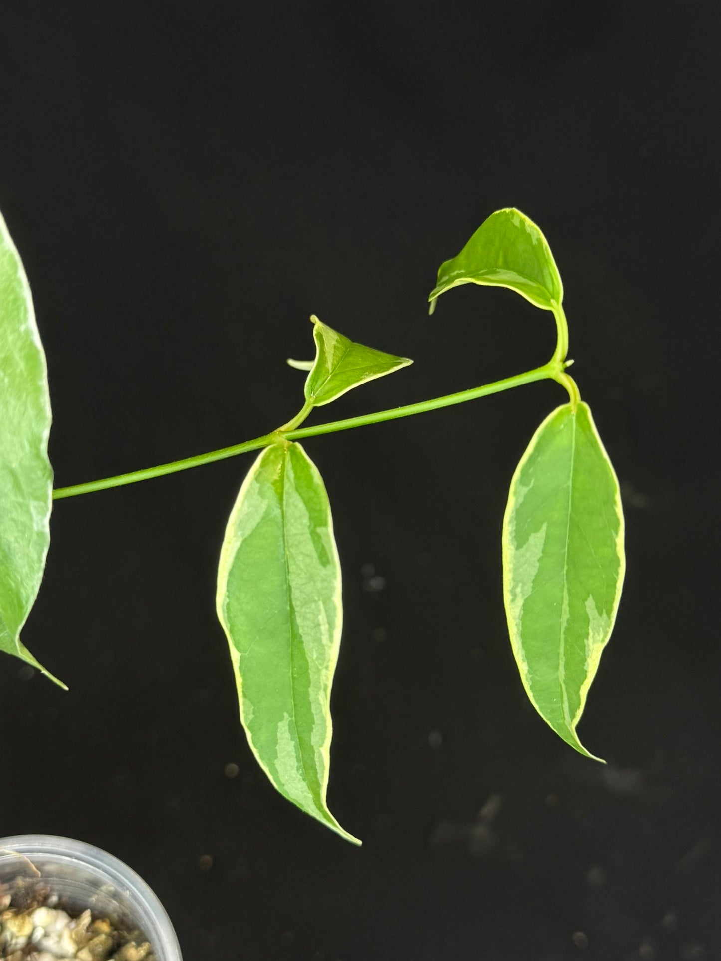 Hoya Buotti Albomarginata, nice water-color variegation