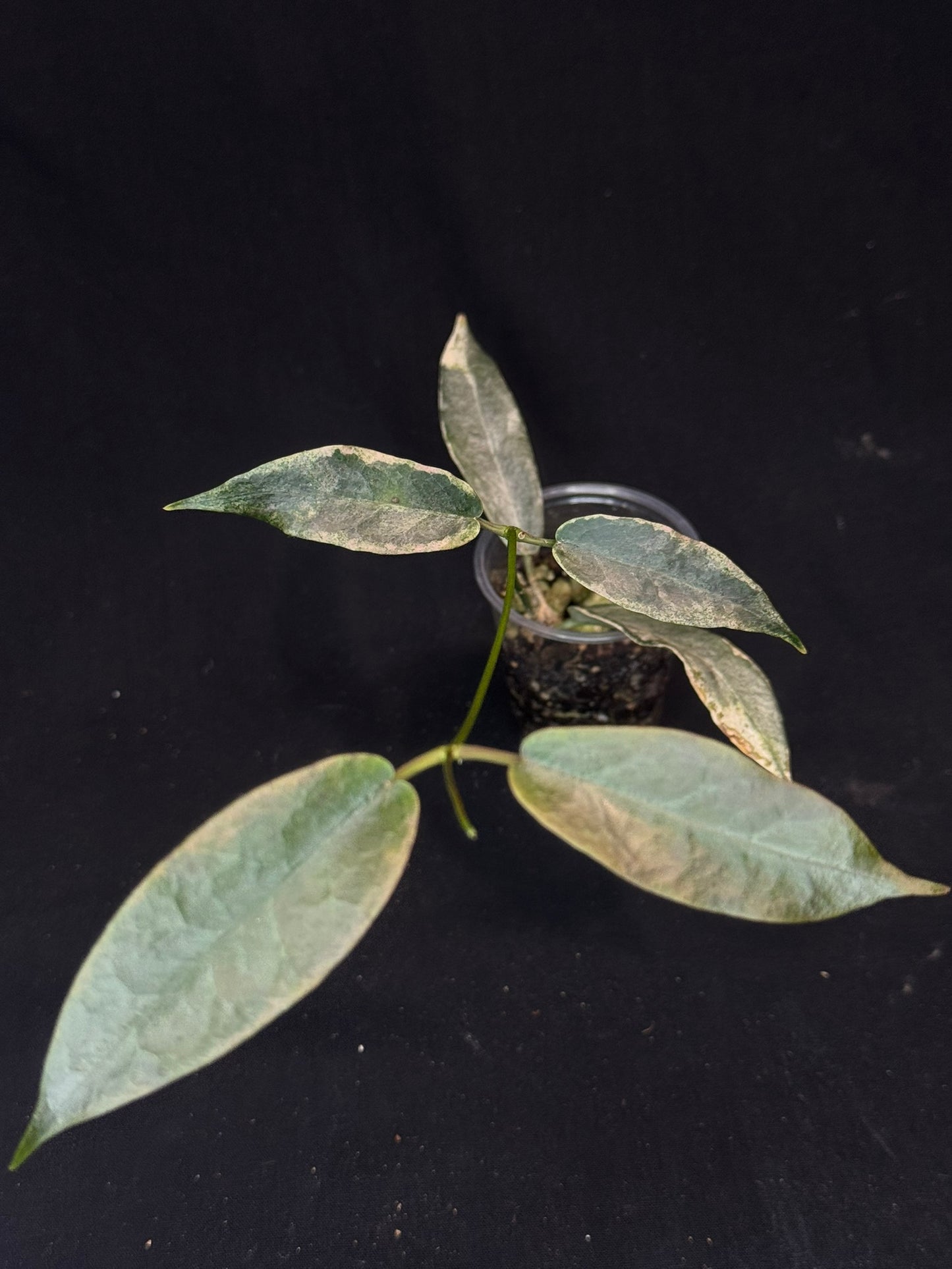 hoya archboldiana albomarginata, speical leaves