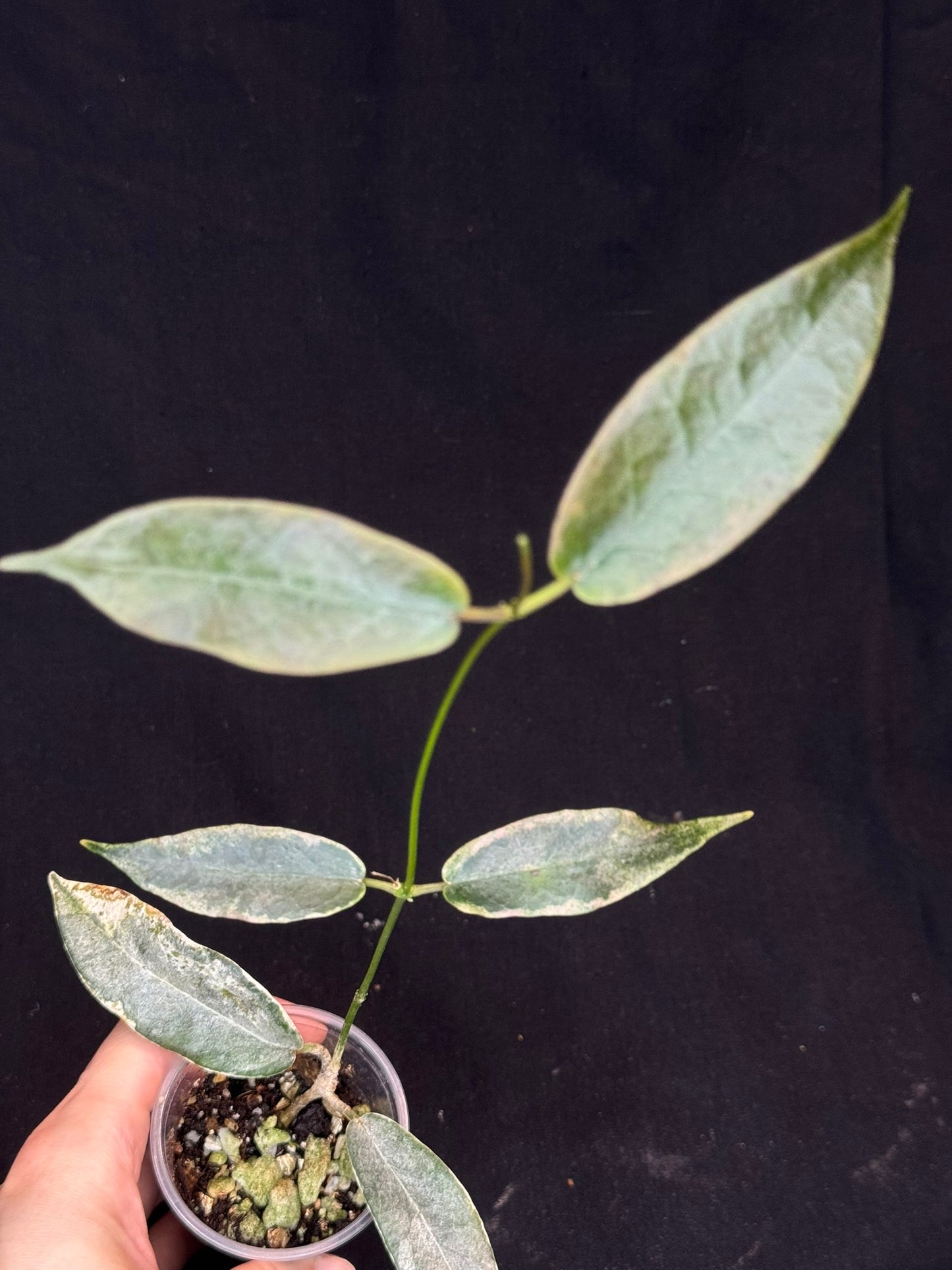 hoya archboldiana albomarginata, speical leaves