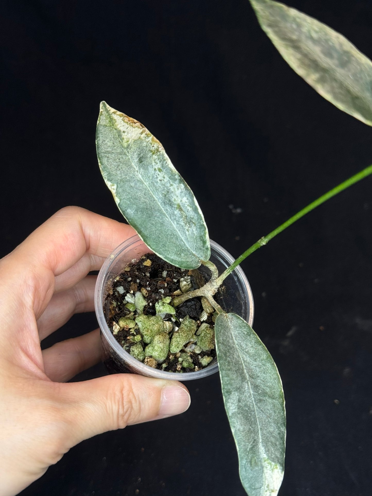 hoya archboldiana albomarginata, speical leaves