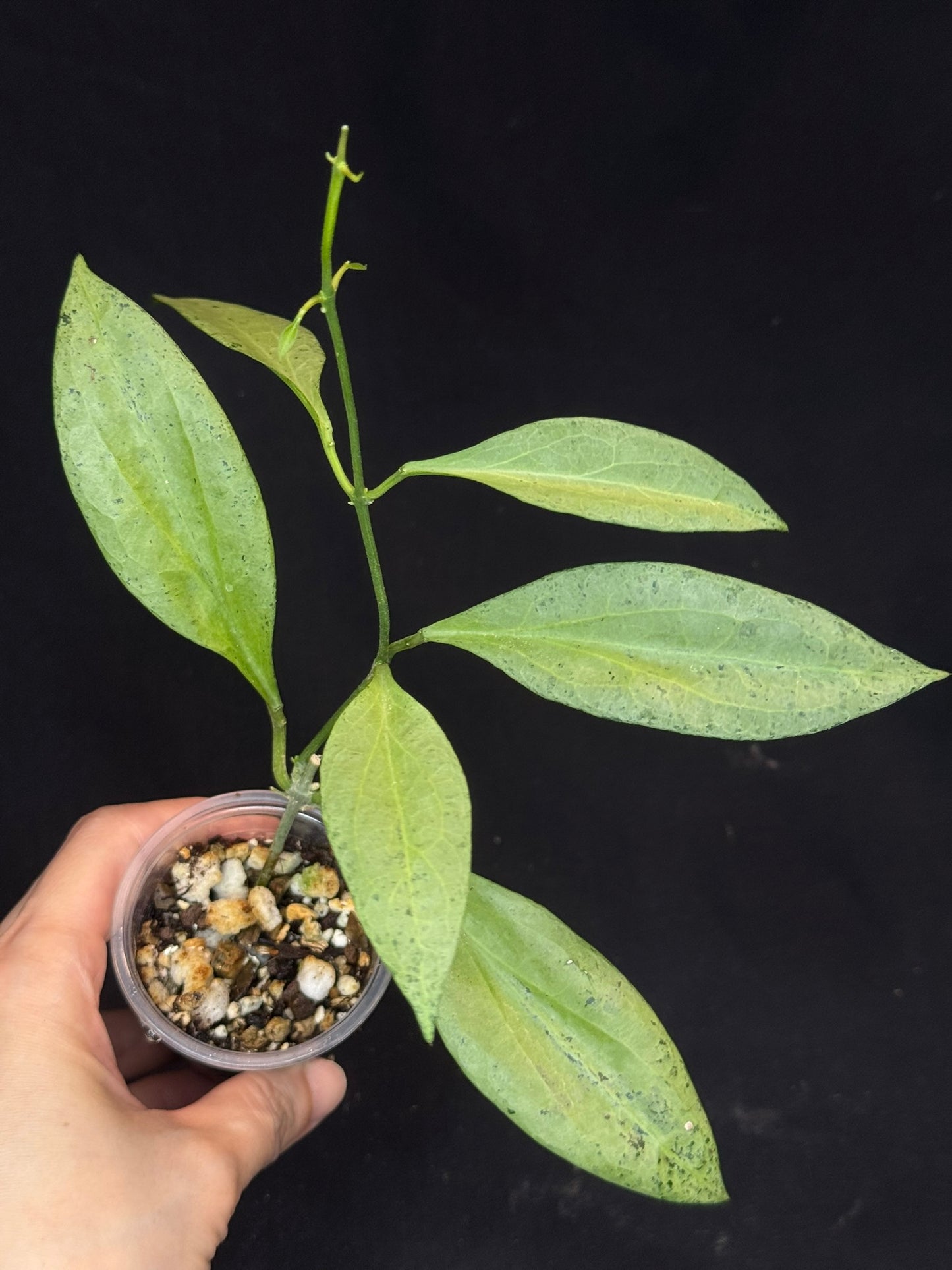 Hoya Nicholsoniae 'New Guinea Ghost', pure silver leaves