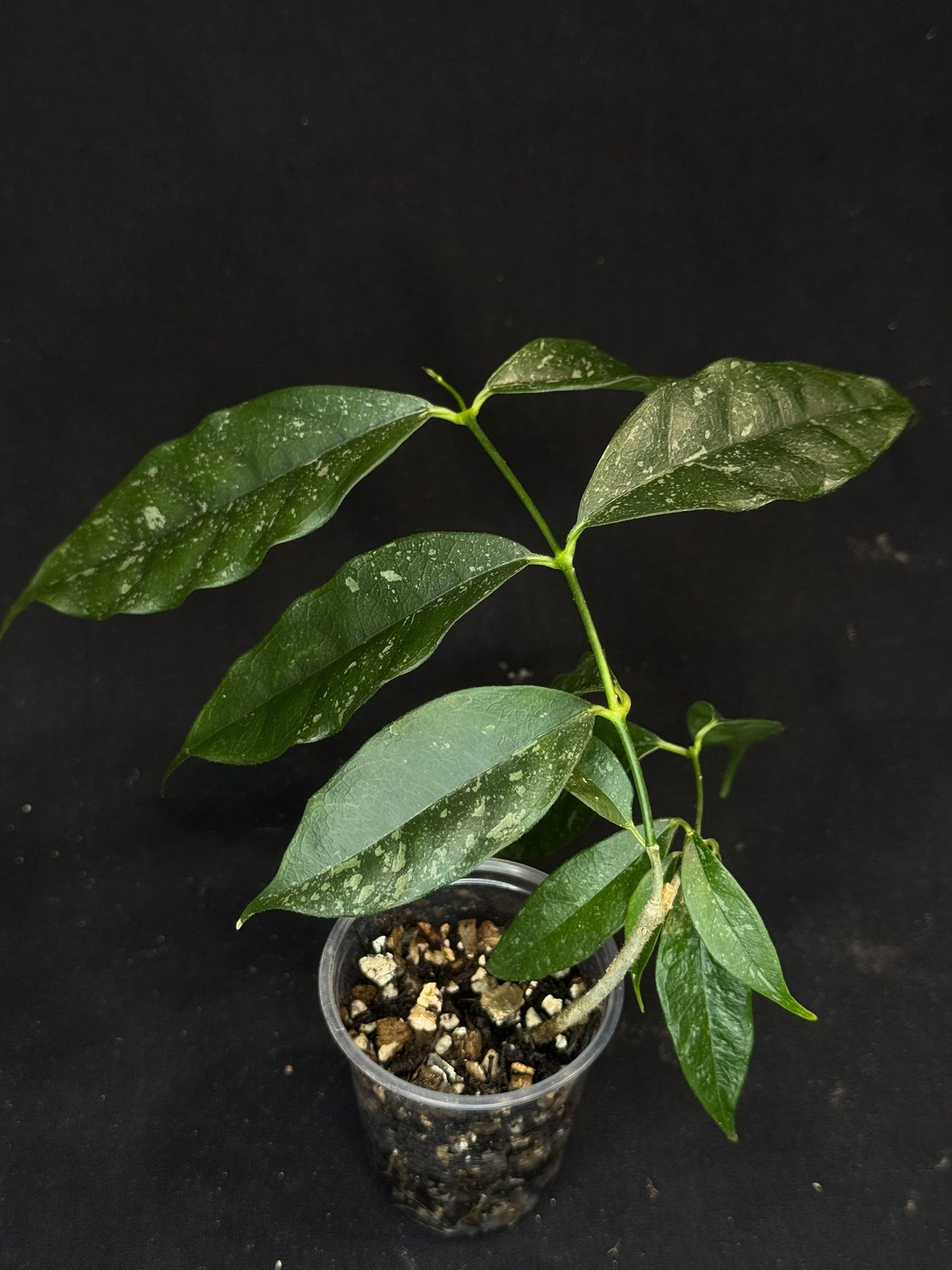 Hoya Cystiantha Splash, rare, nice splashy leaves
