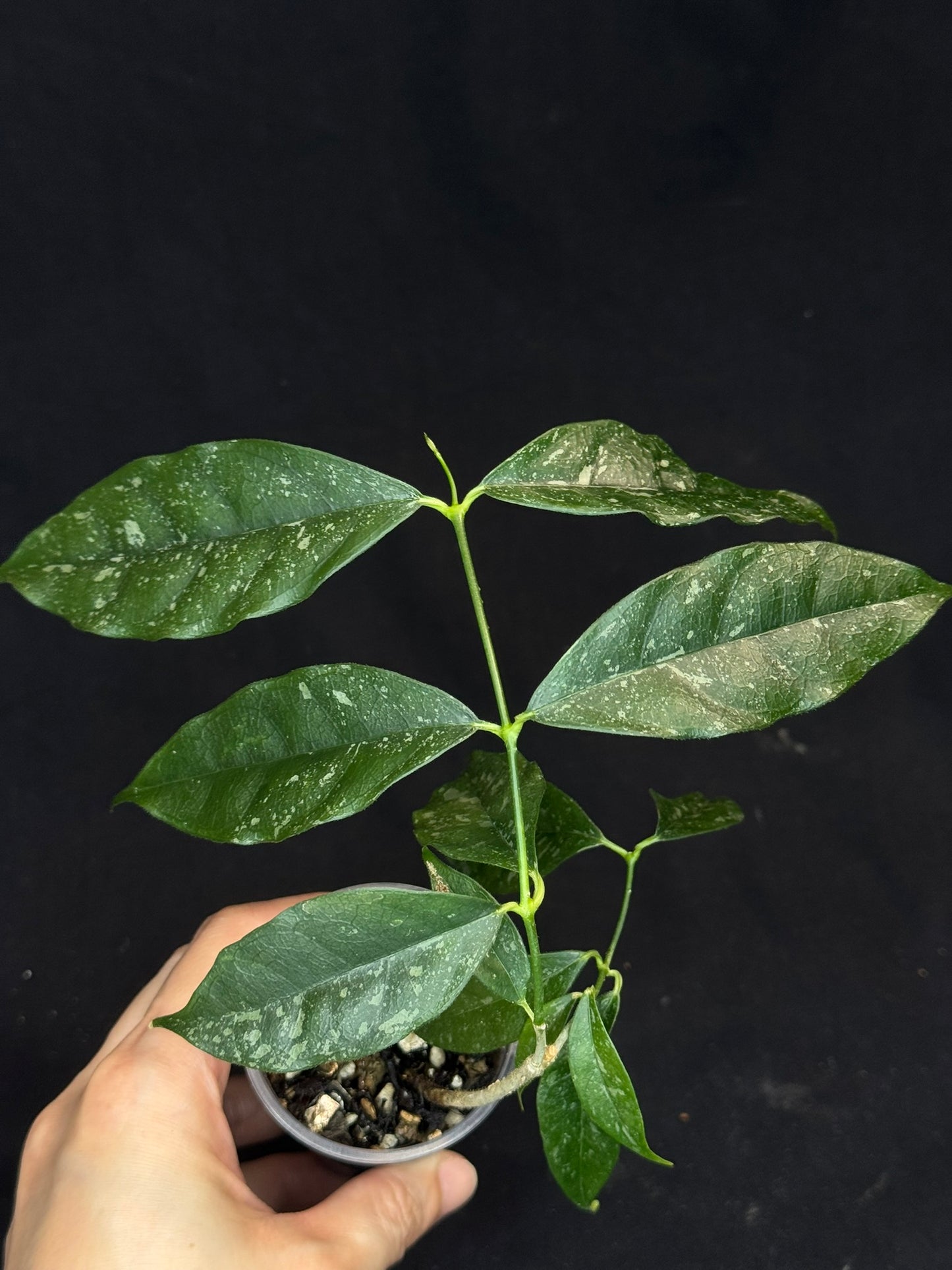 Hoya Cystiantha Splash, rare, nice splashy leaves