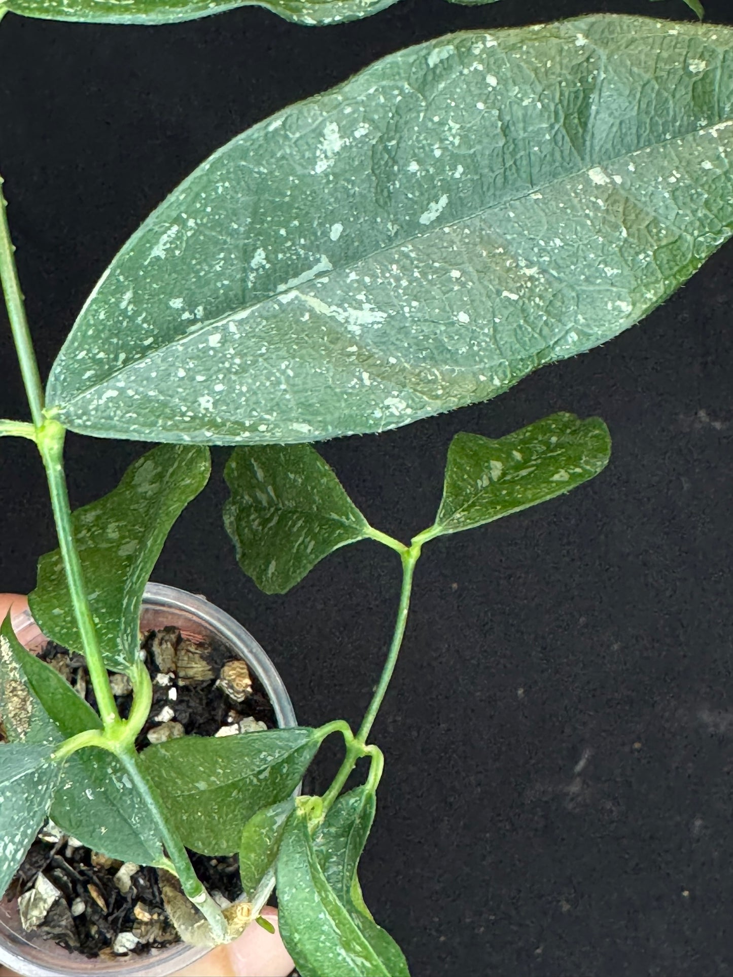 Hoya Cystiantha Splash, rare, nice splashy leaves