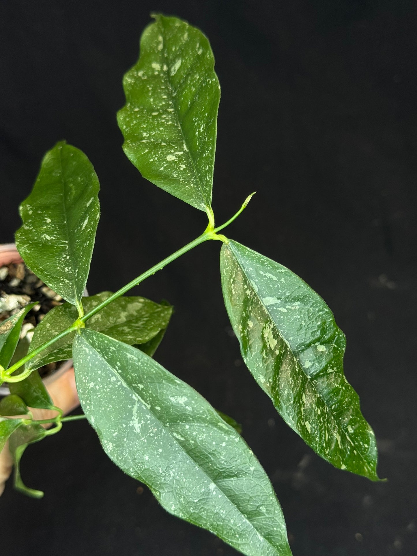 Hoya Cystiantha Splash, rare, nice splashy leaves
