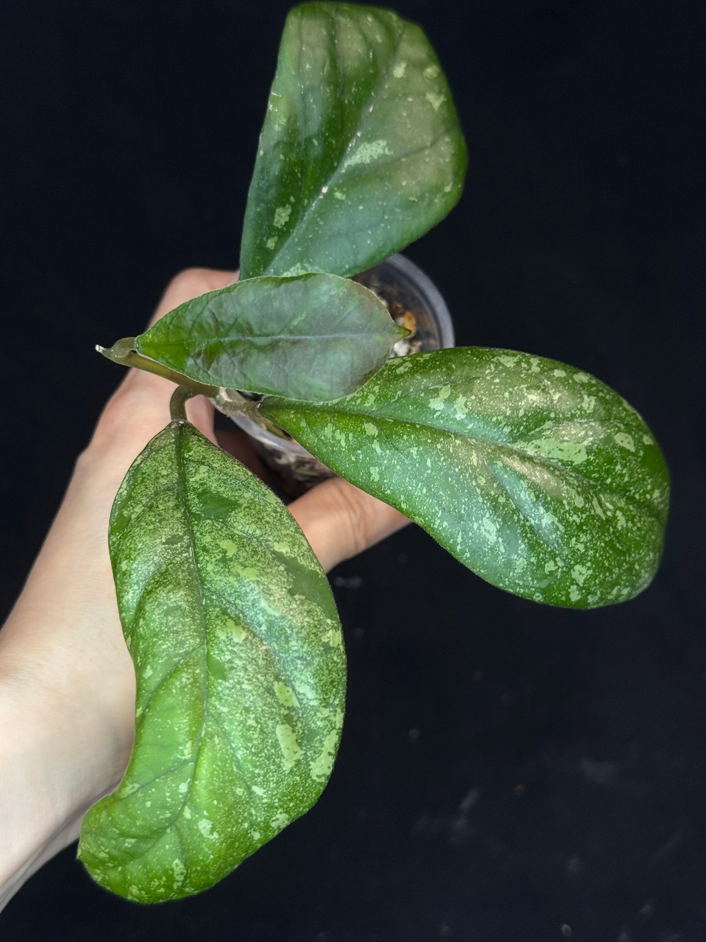 Hoya patcharawalai seedling by ice, rare