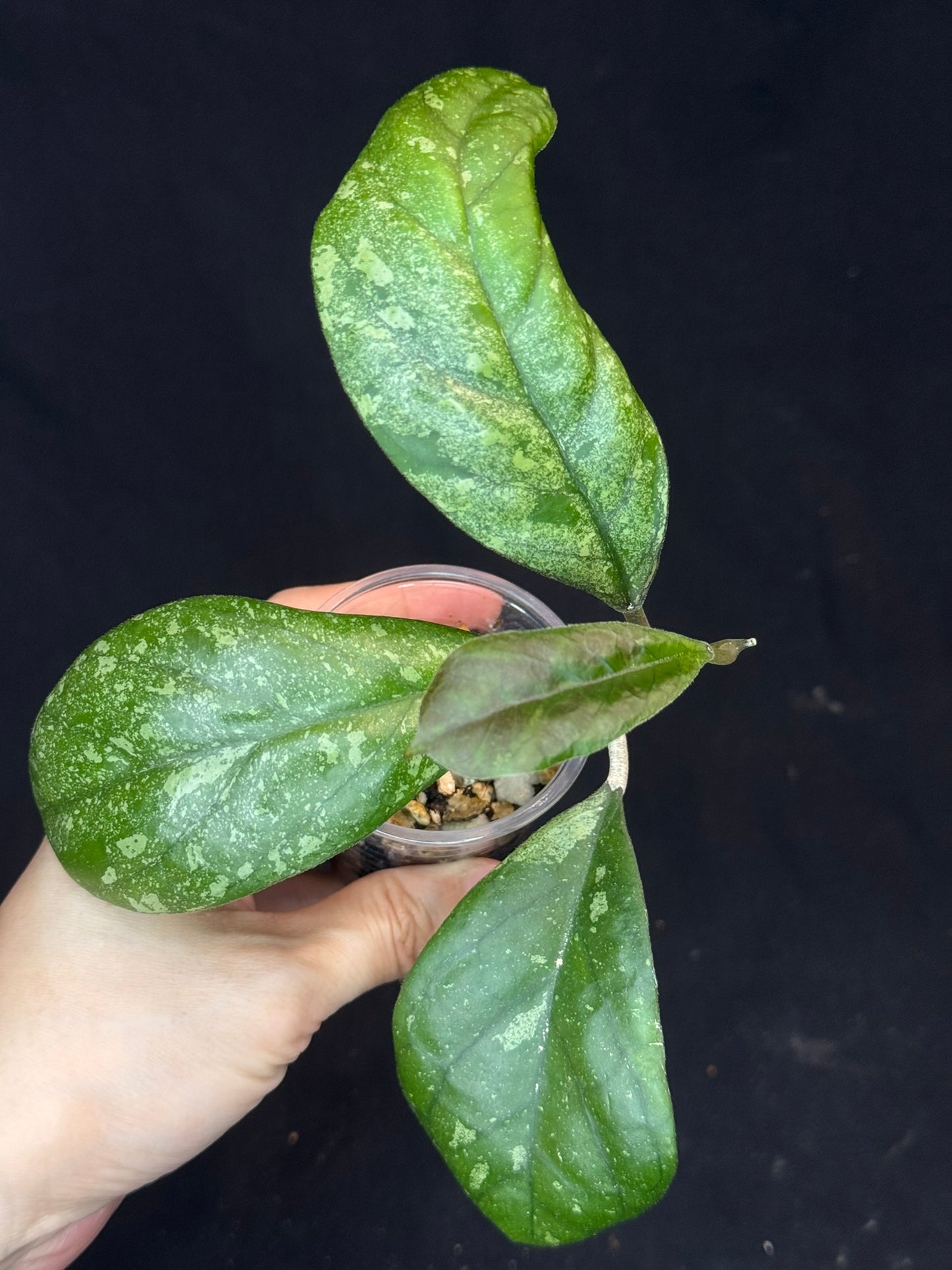 Hoya patcharawalai seedling by ice, rare