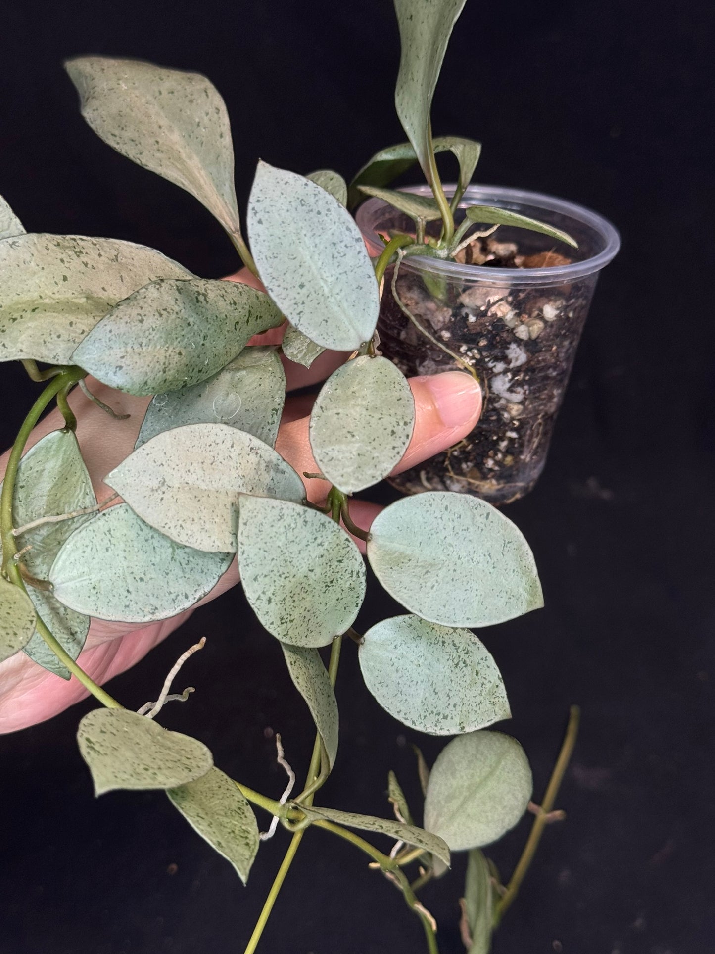Hoya lacunosa silver mint coin, silvery and cute
