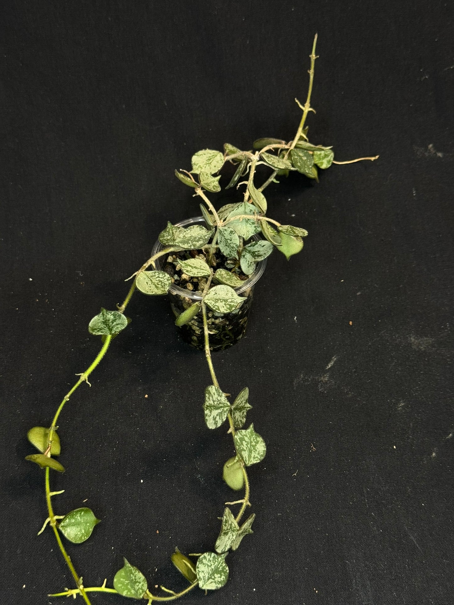 Hoya curtisii Silver, silvery small leaves, rare