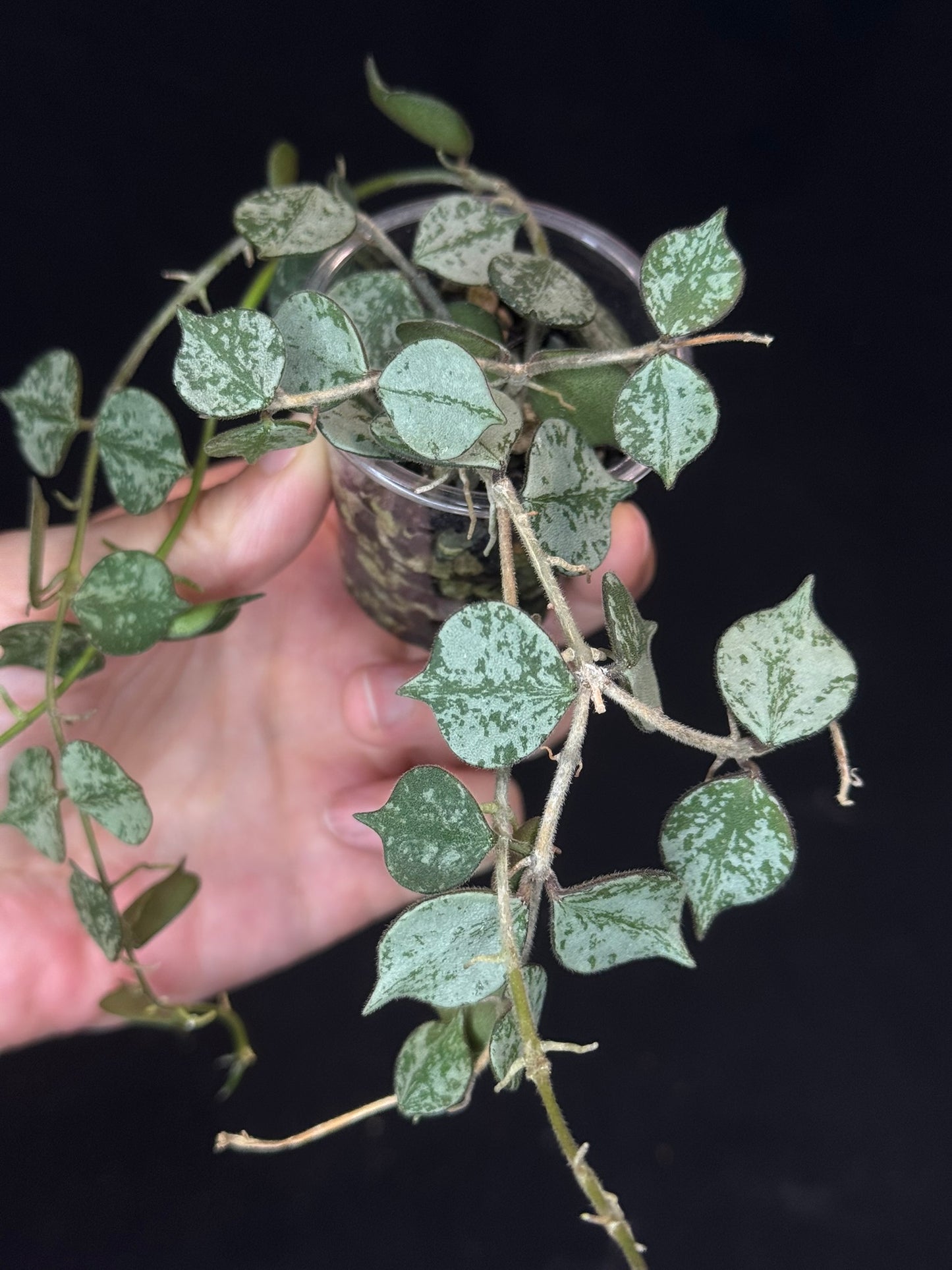 Hoya curtisii Silver, silvery small leaves, rare