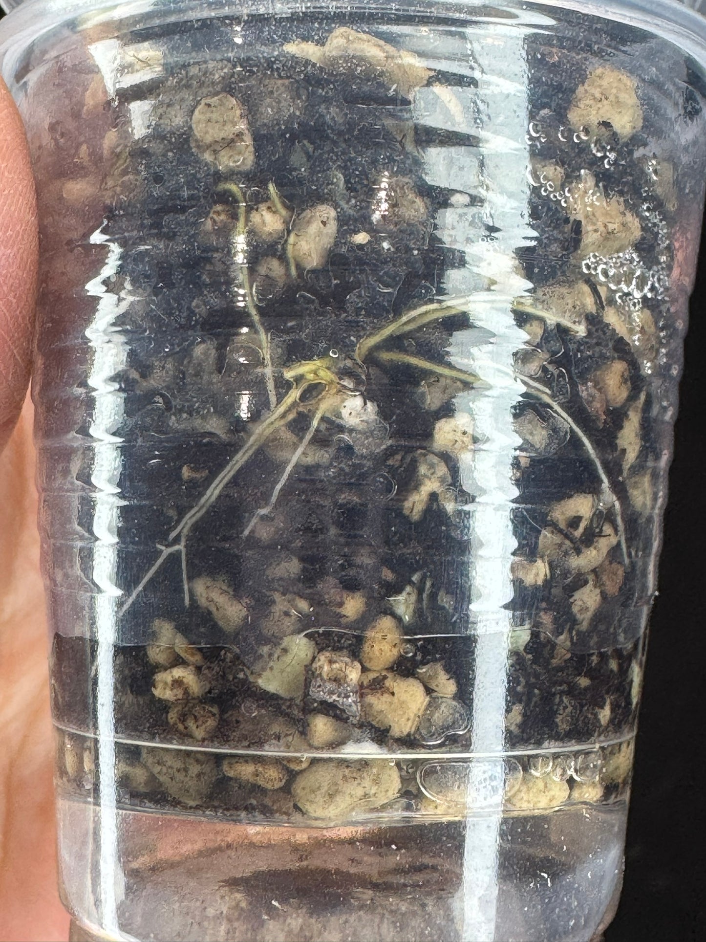 UNICORN🦄! Hoya elliptica variegated (#1), attracting variegation, super rare (Upgrade Shipping is required)