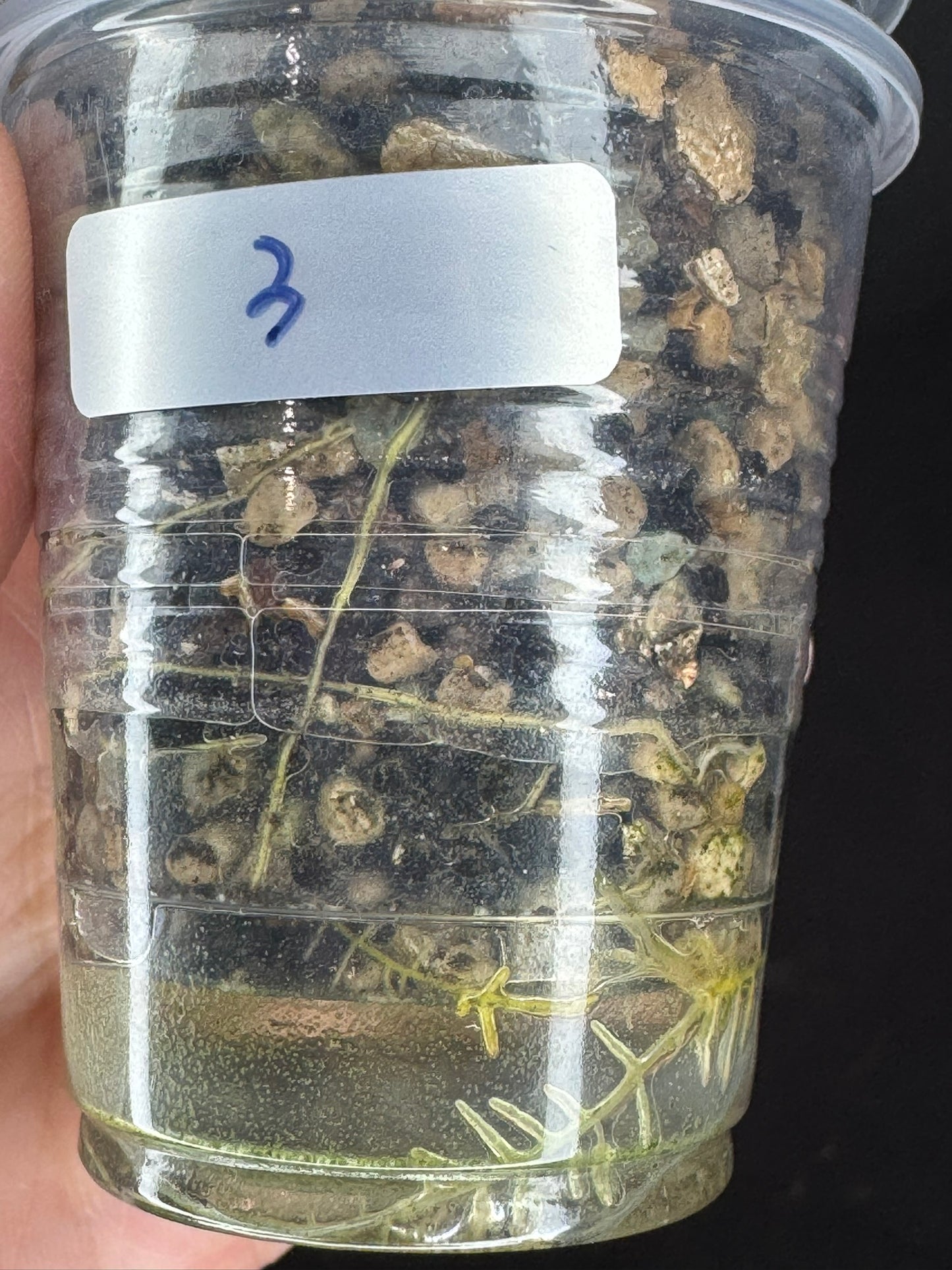 UNICORN🦄! Hoya elliptica variegated (#3), attracting variegation, super rare (Upgrade Shipping is required)