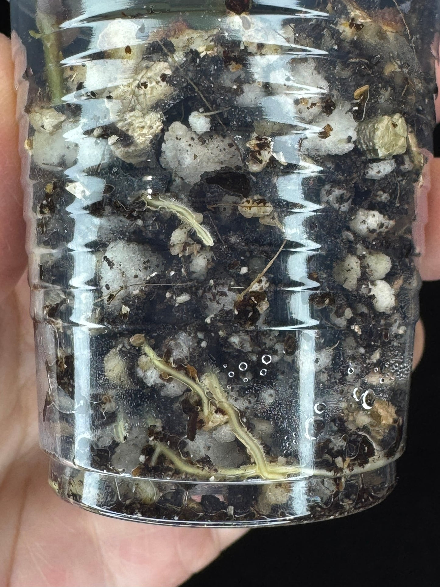 Hoya Panglai West Java (#1), albo variegation